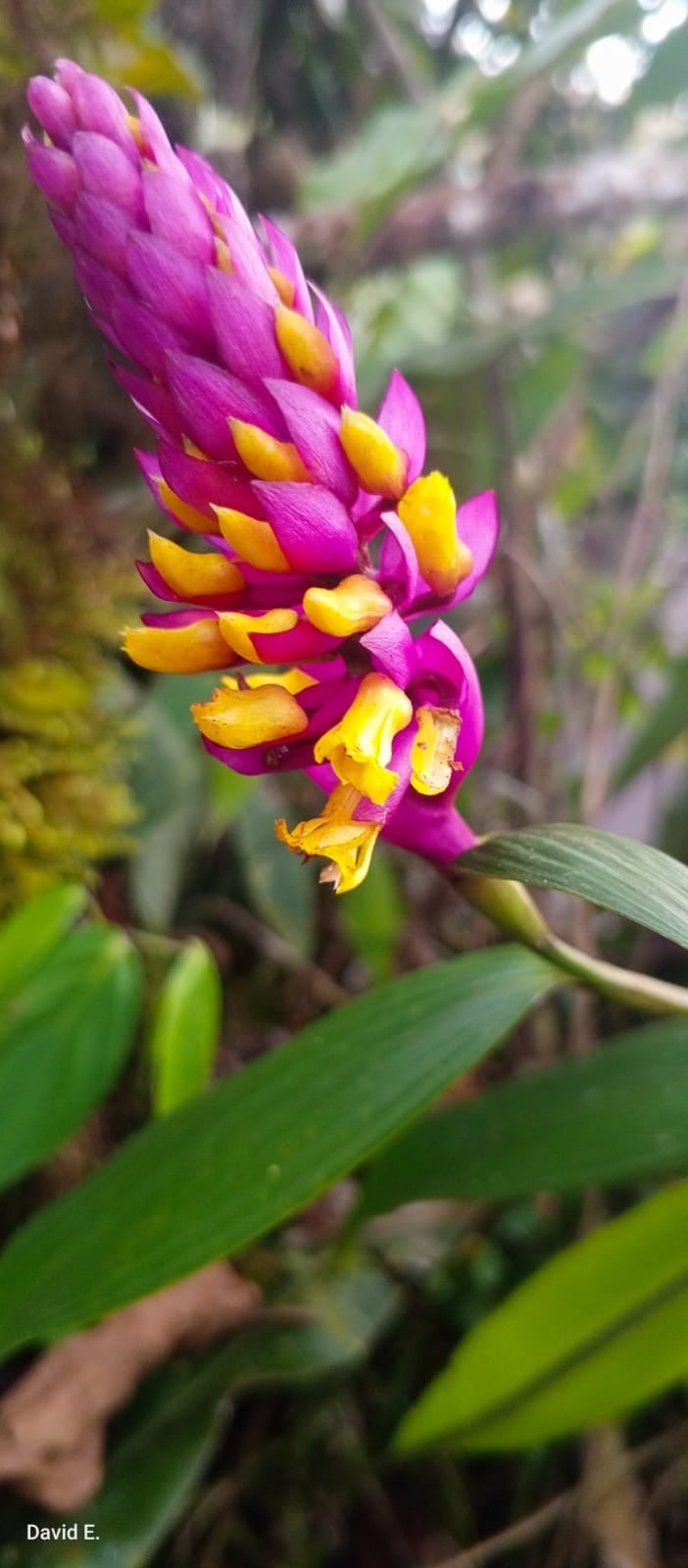Elleanthus sp 9