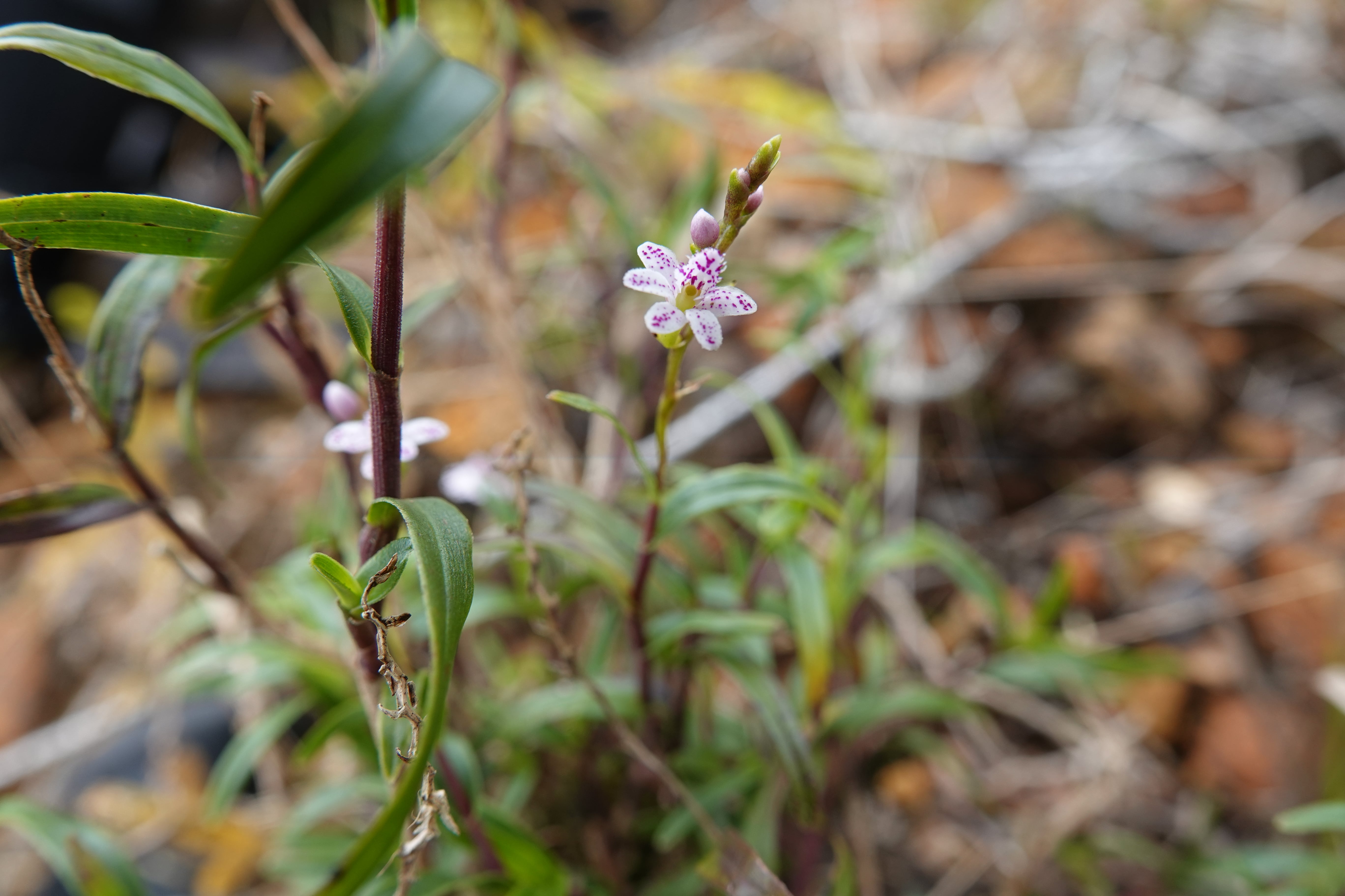 Epidendrum fimbriatum