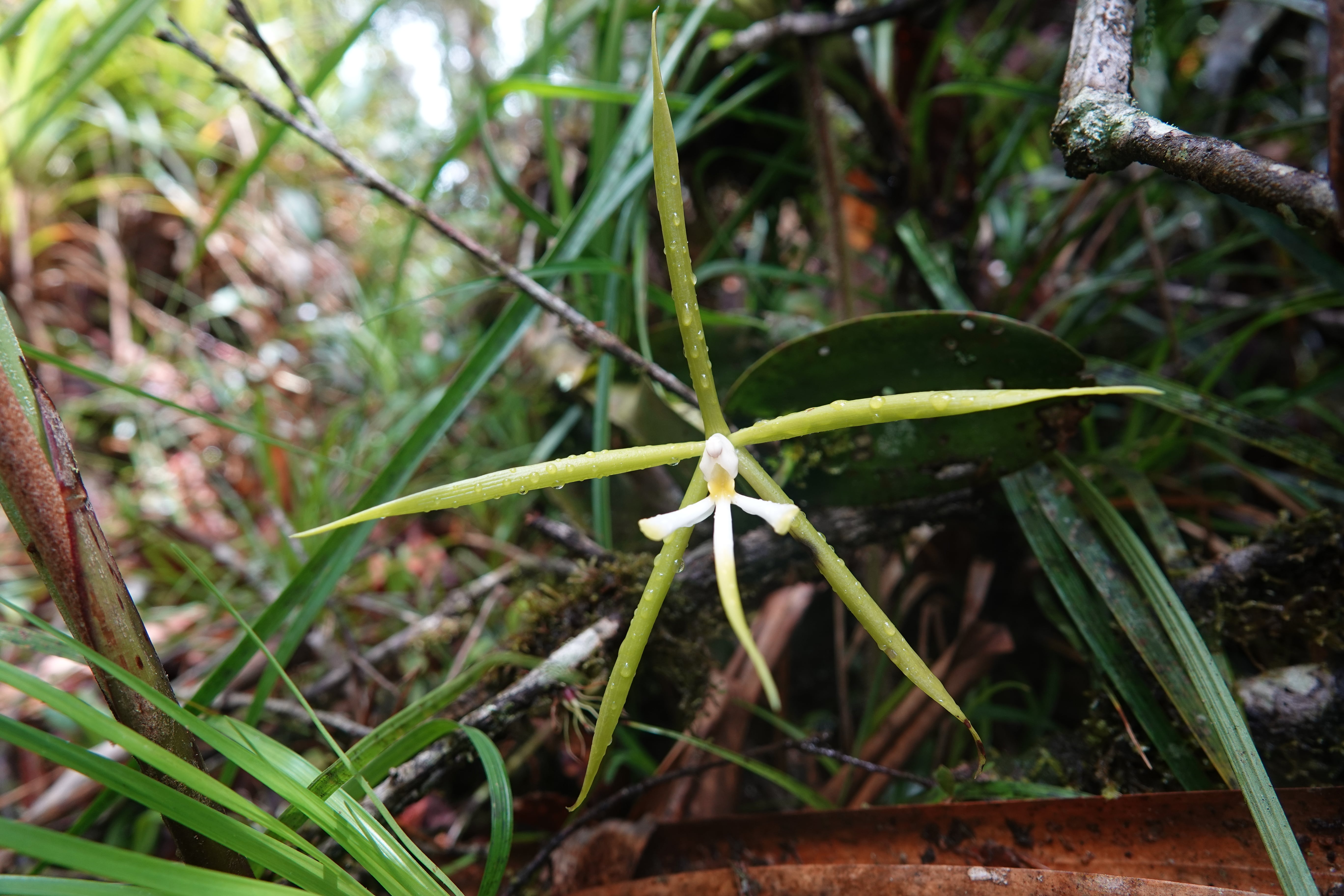 Epidendrum nocturnum group 1
