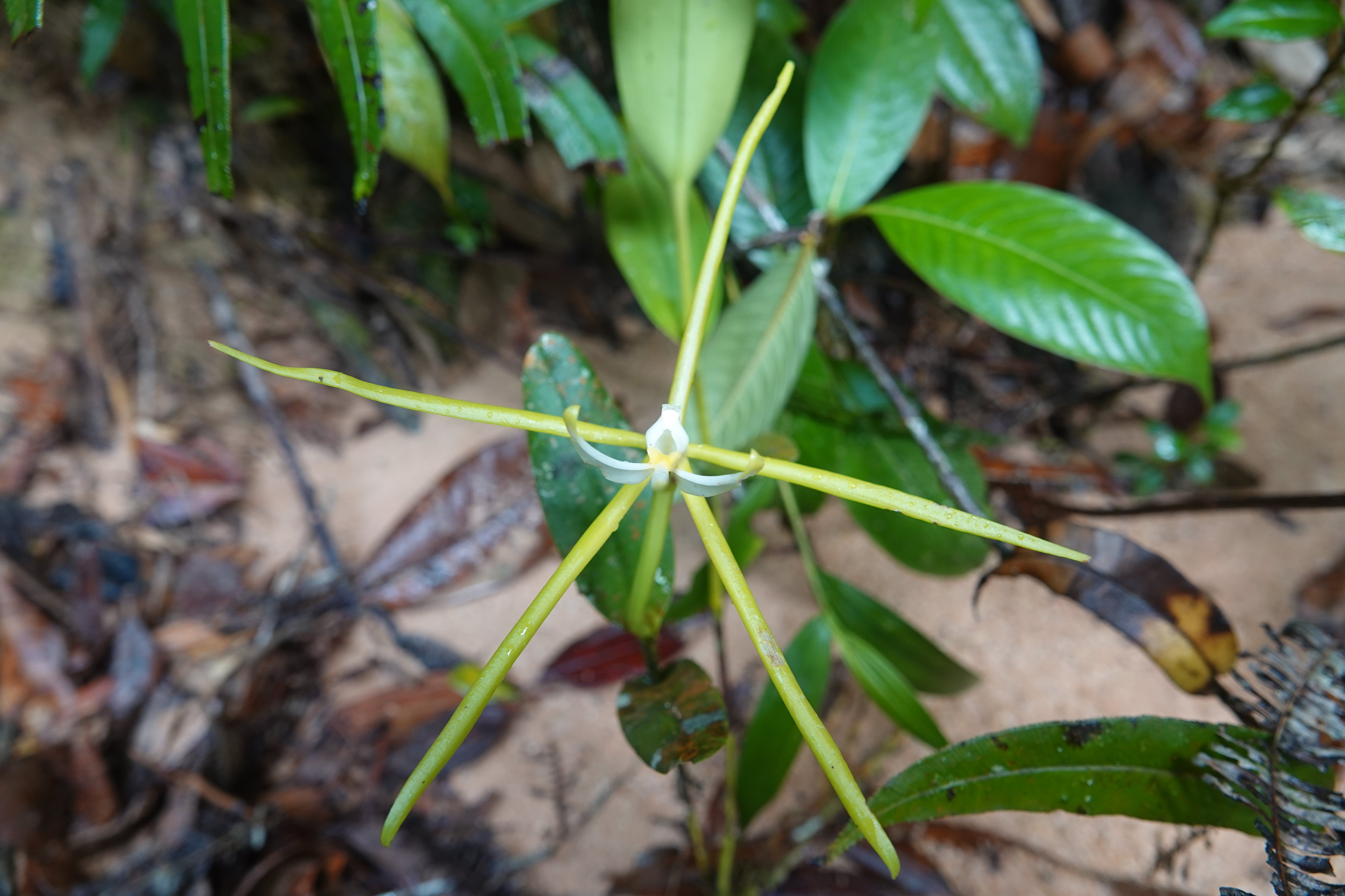 Epidendrum nocturnum group 2