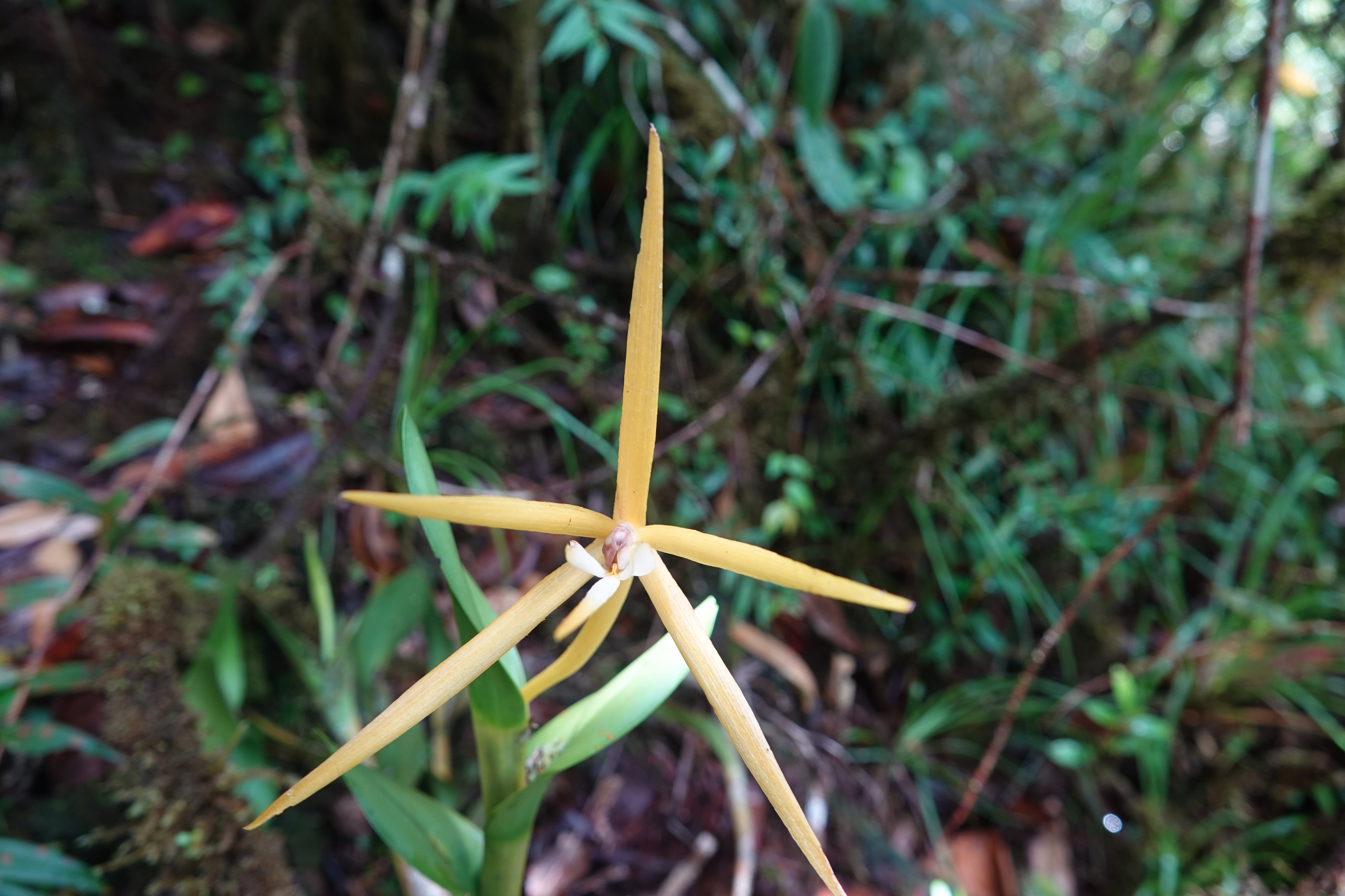 Epidendrum nocturnum group 3