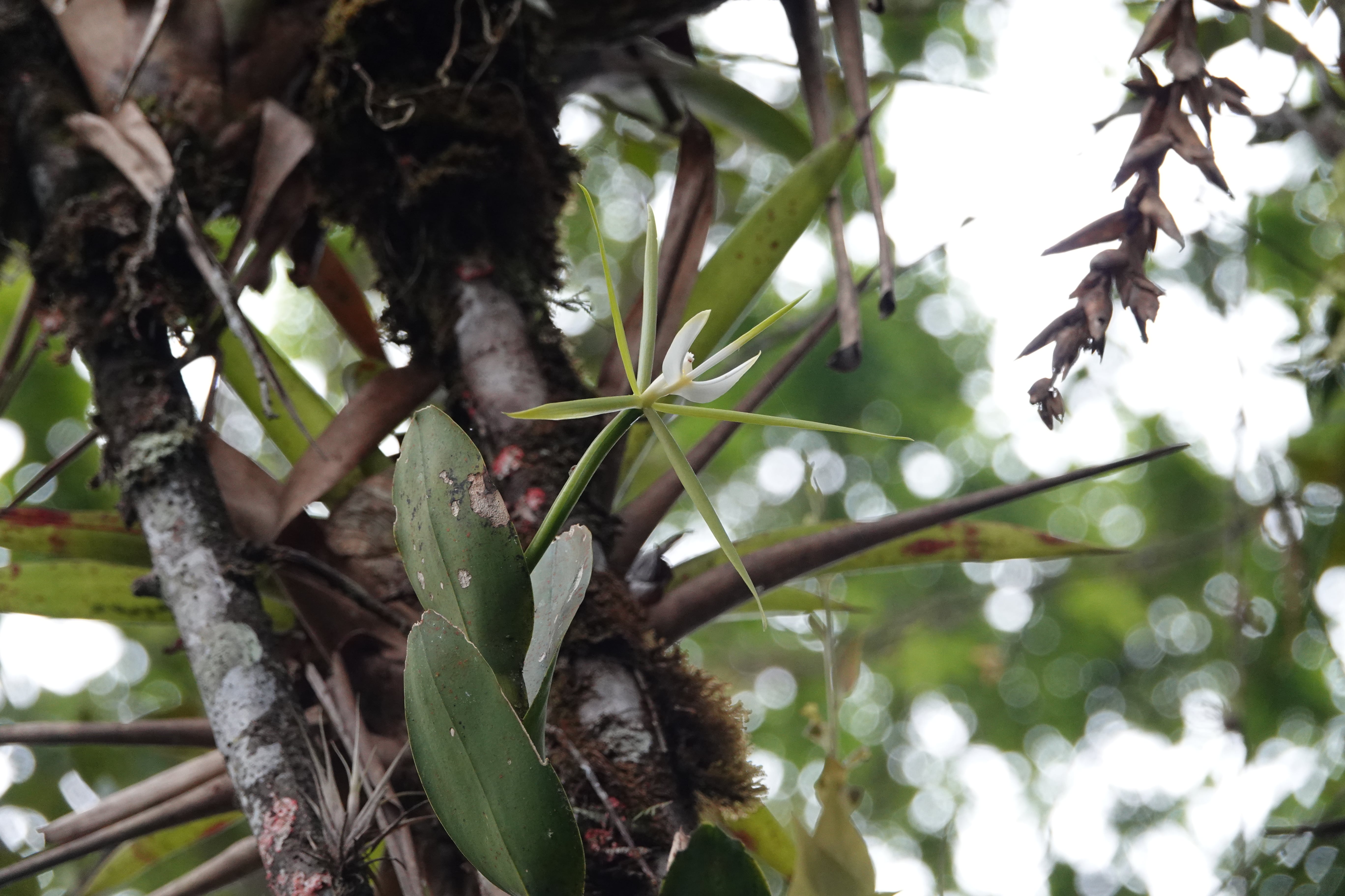 Epidendrum nocturnum group 4