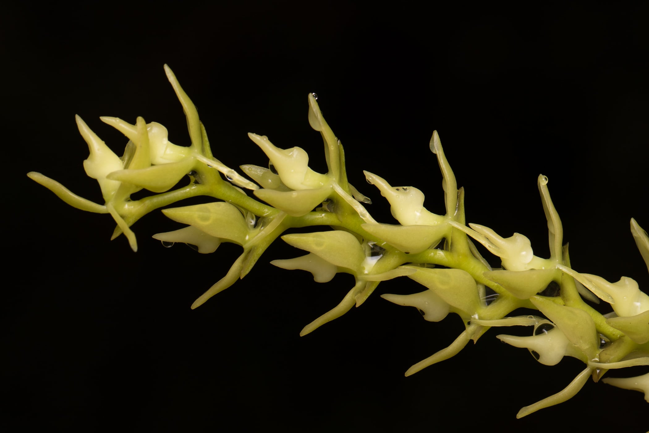 *Epidendrum rugulosum*, La Honda, 2025.