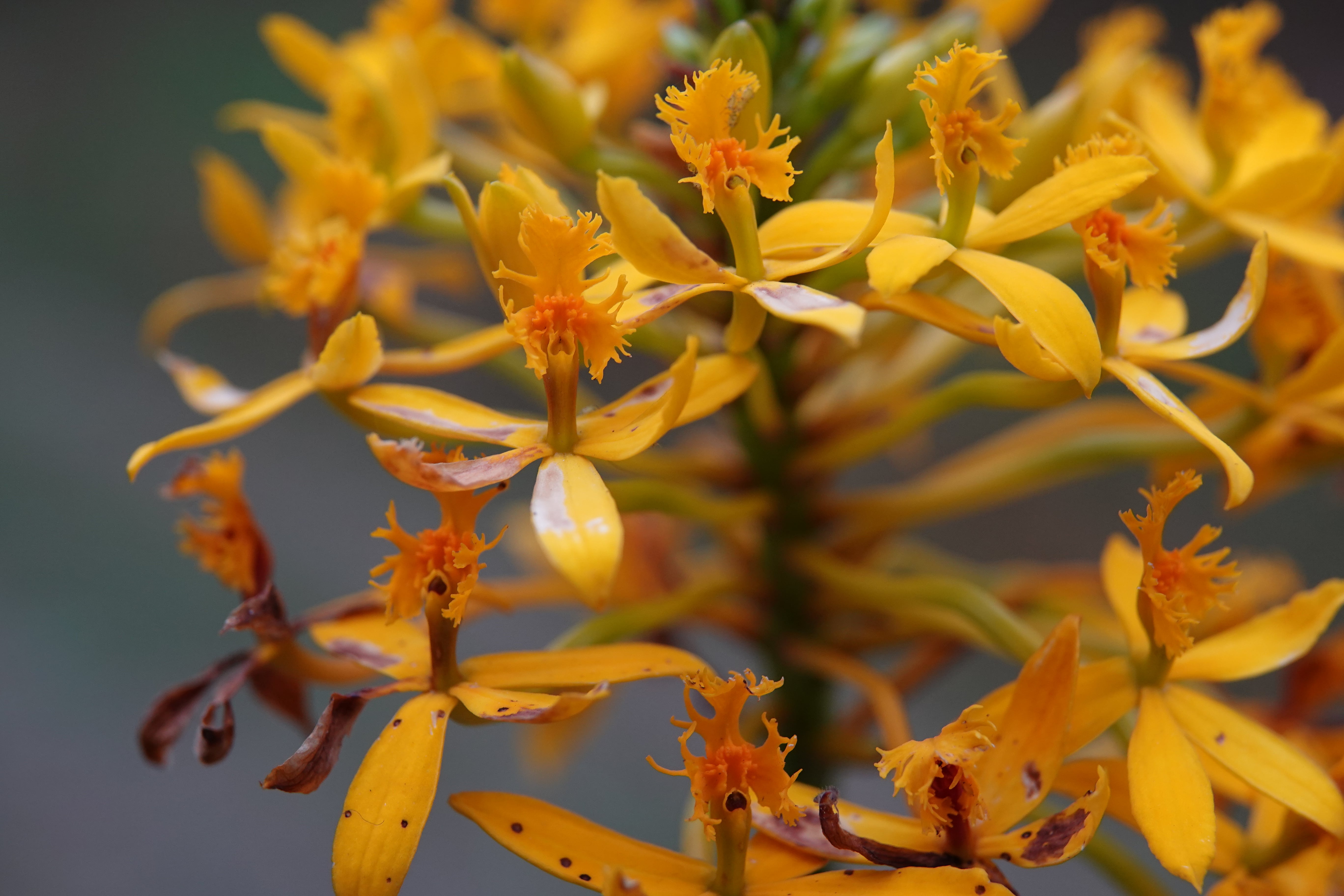 Epidendrum sp 1