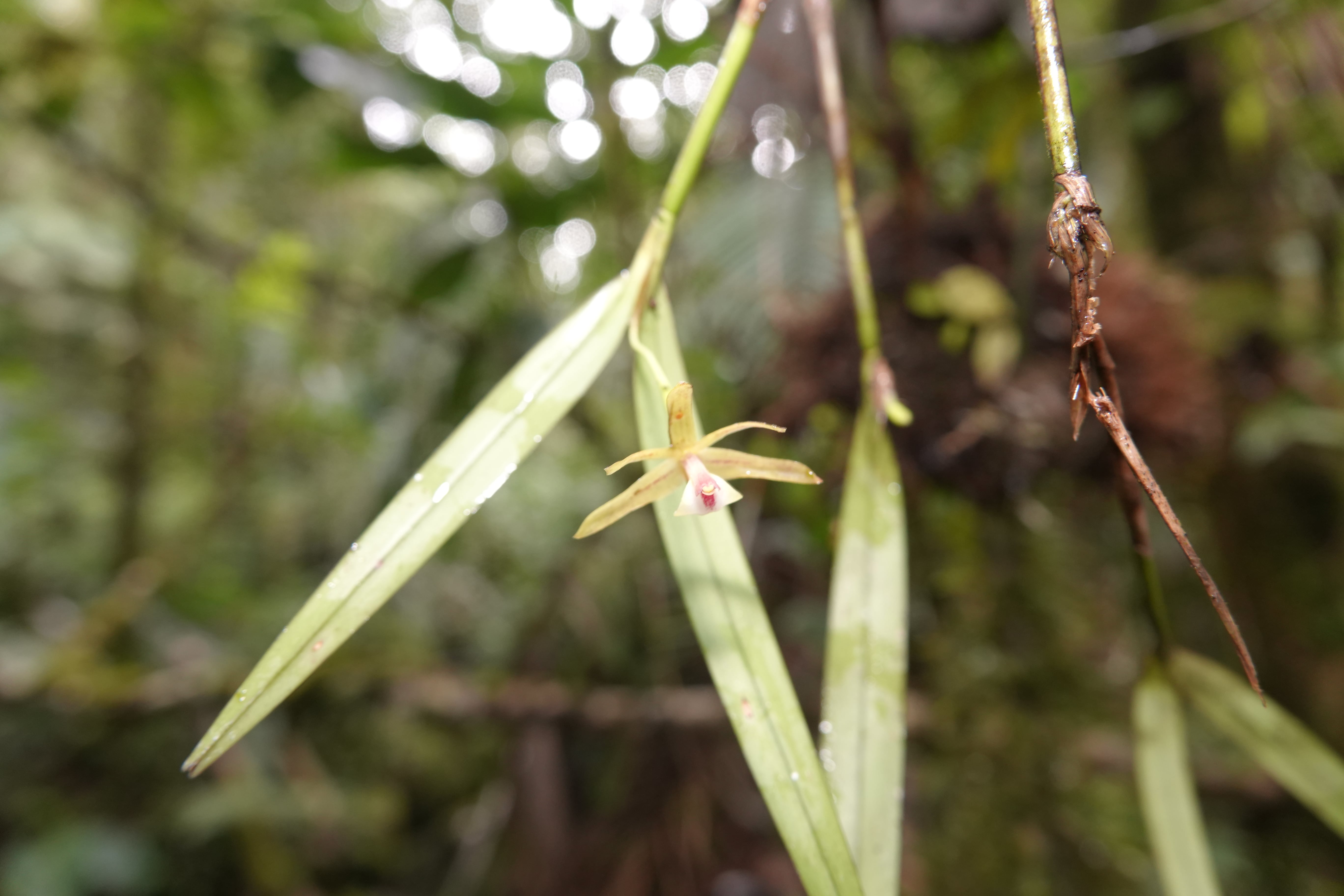 *Epidendrum sp 10*. La Honda.