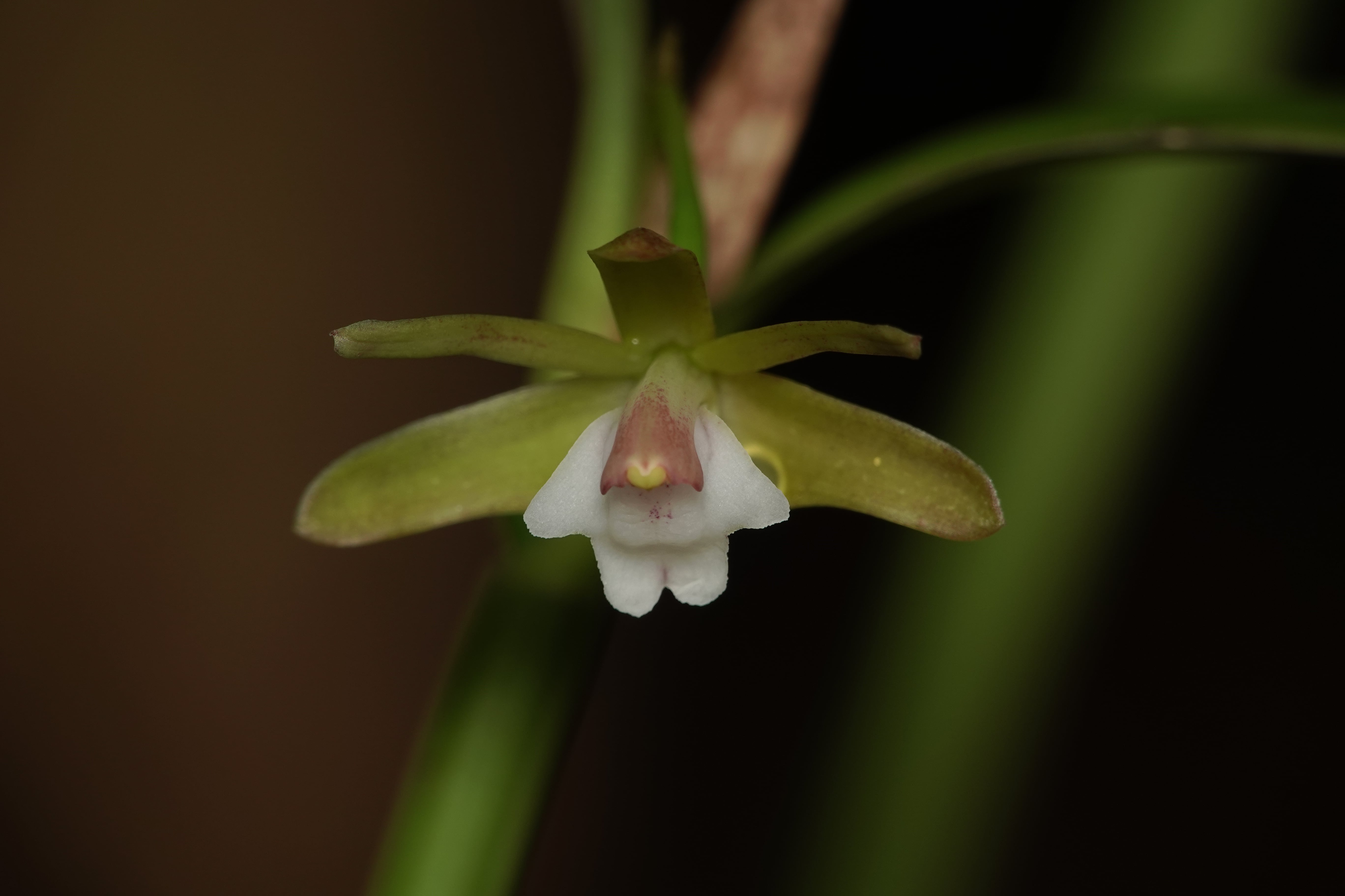 Epidendrum sp 10