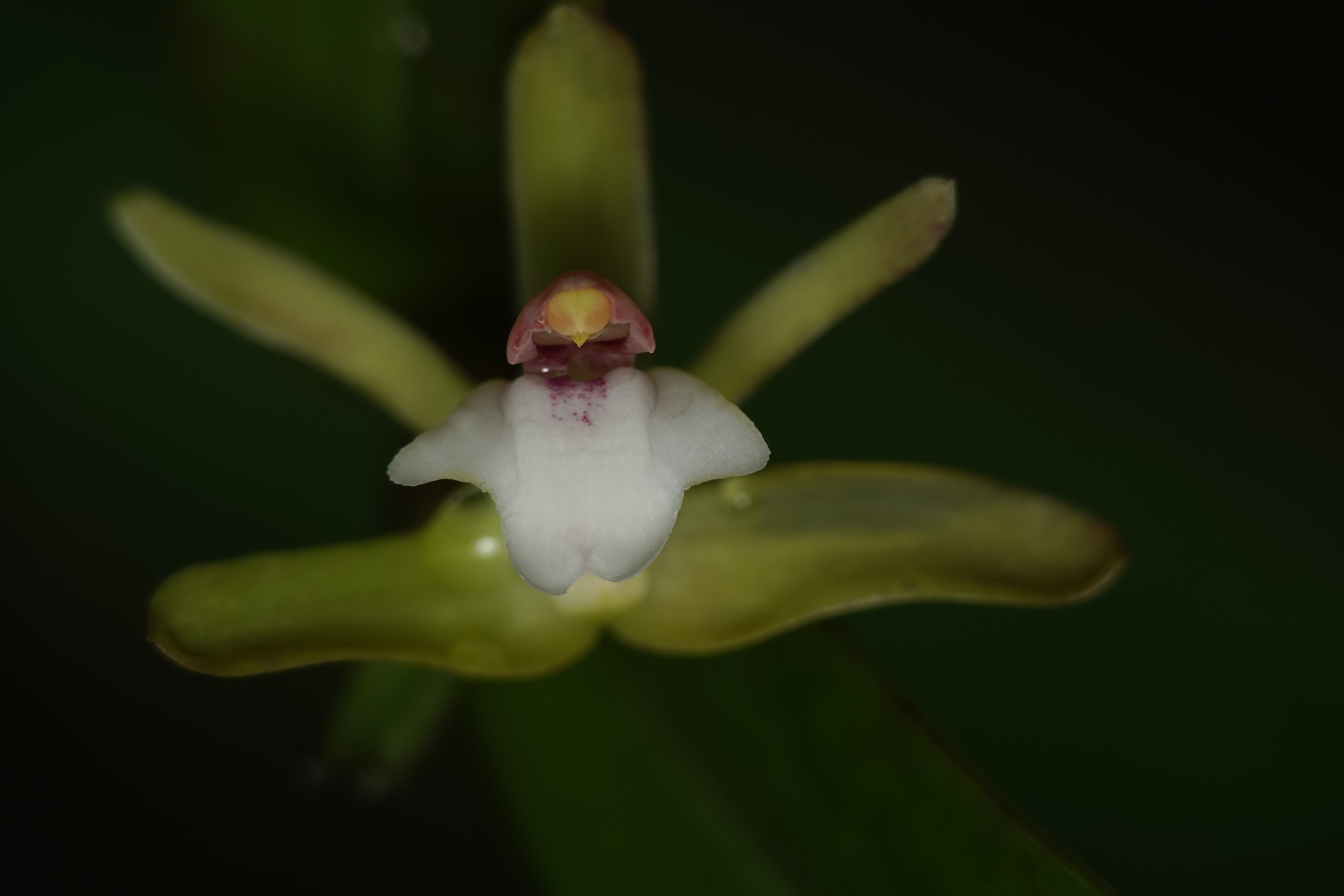 Epidendrum sp 10. La Honda.