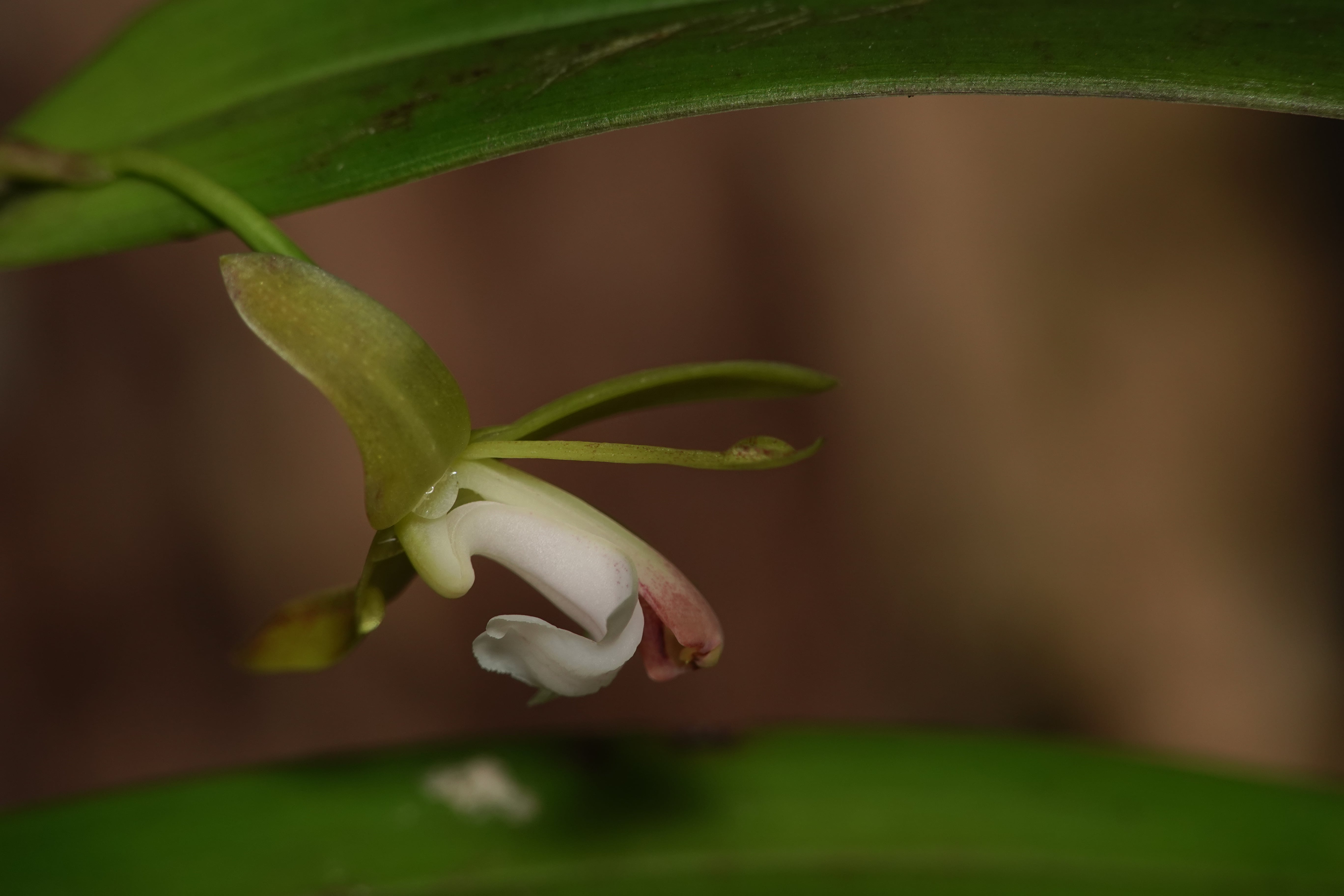 Epidendrum sp 10. La Honda.