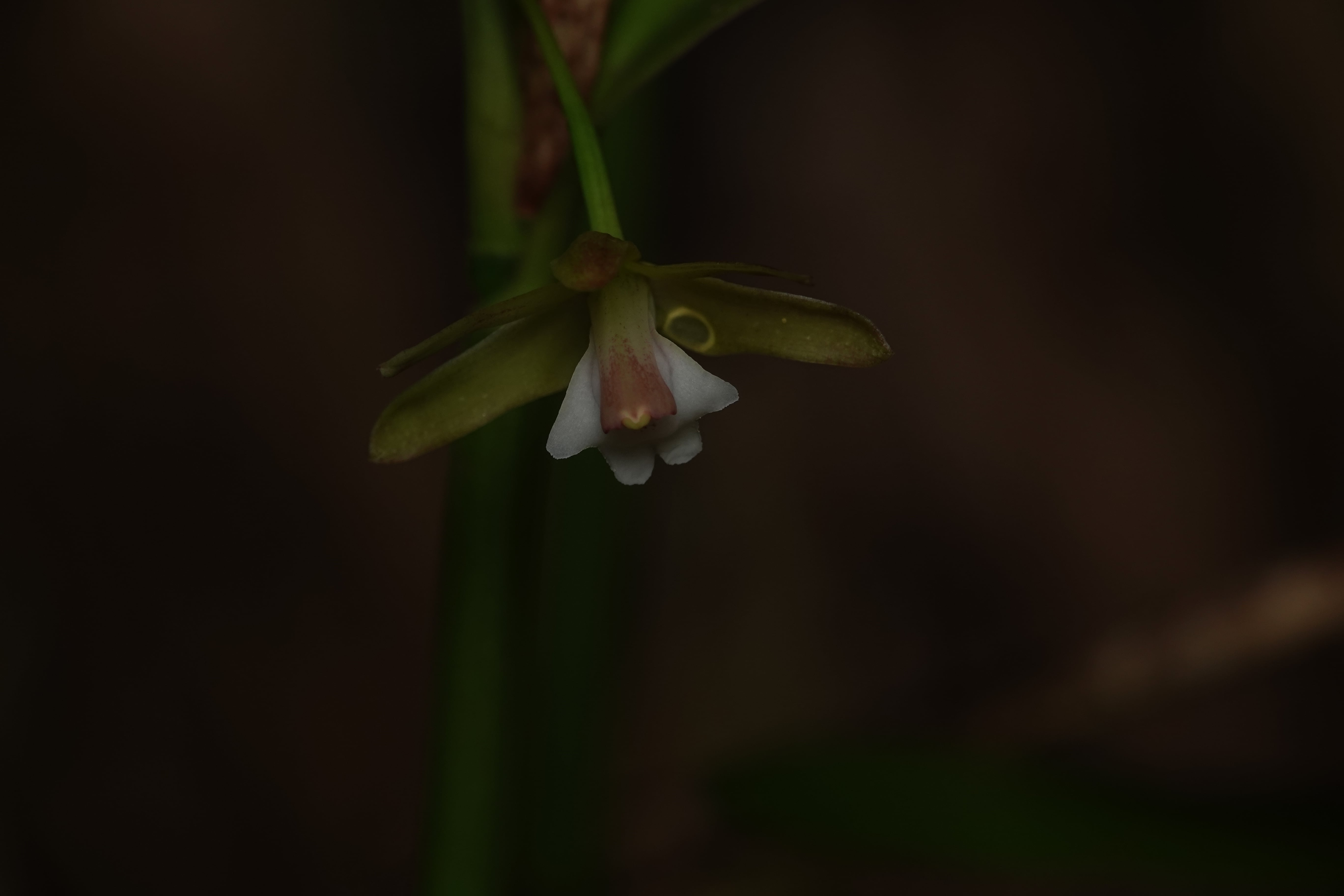 Epidendrum sp 10. La Honda.