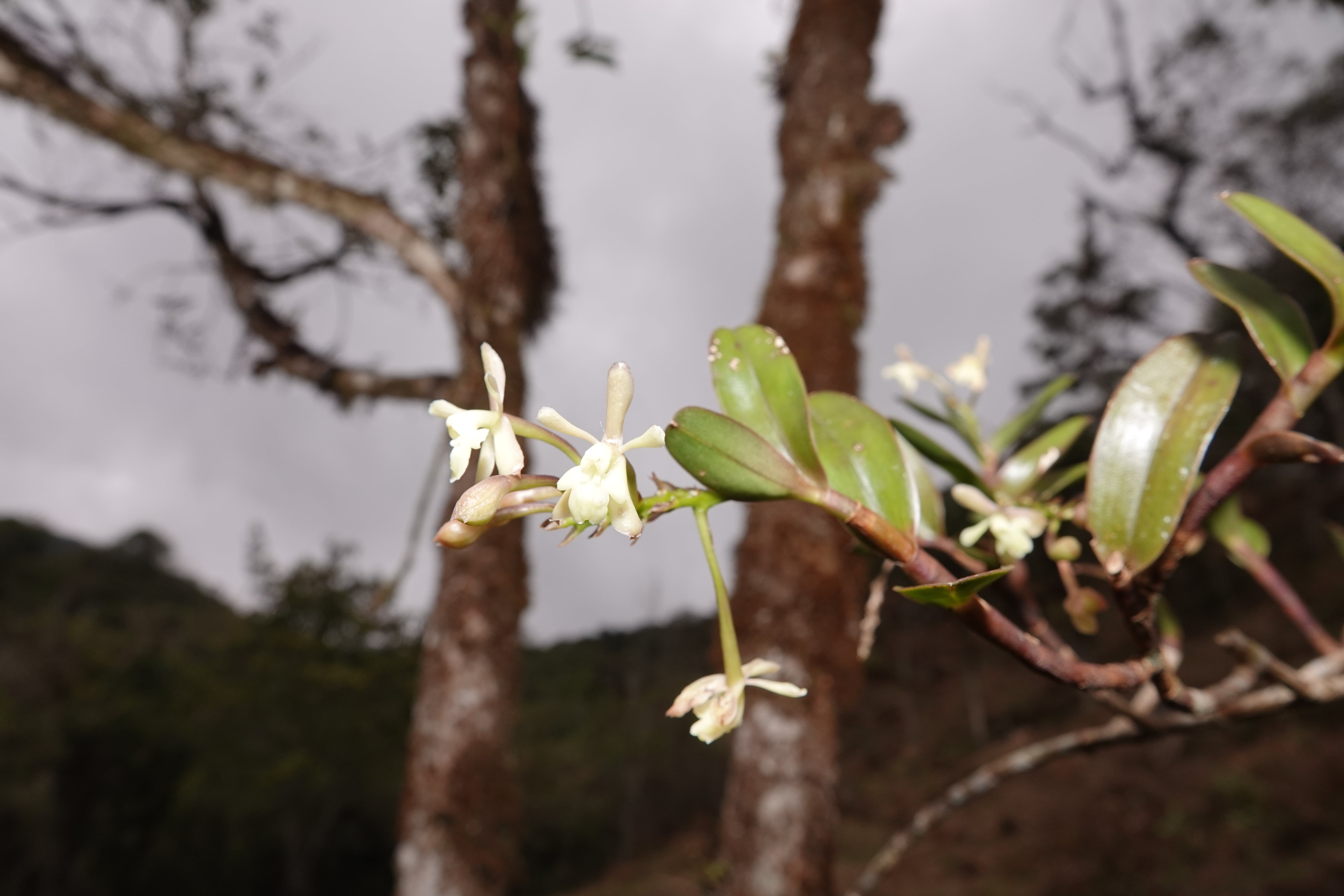 *Epidendrum sp 11*. La Honda.