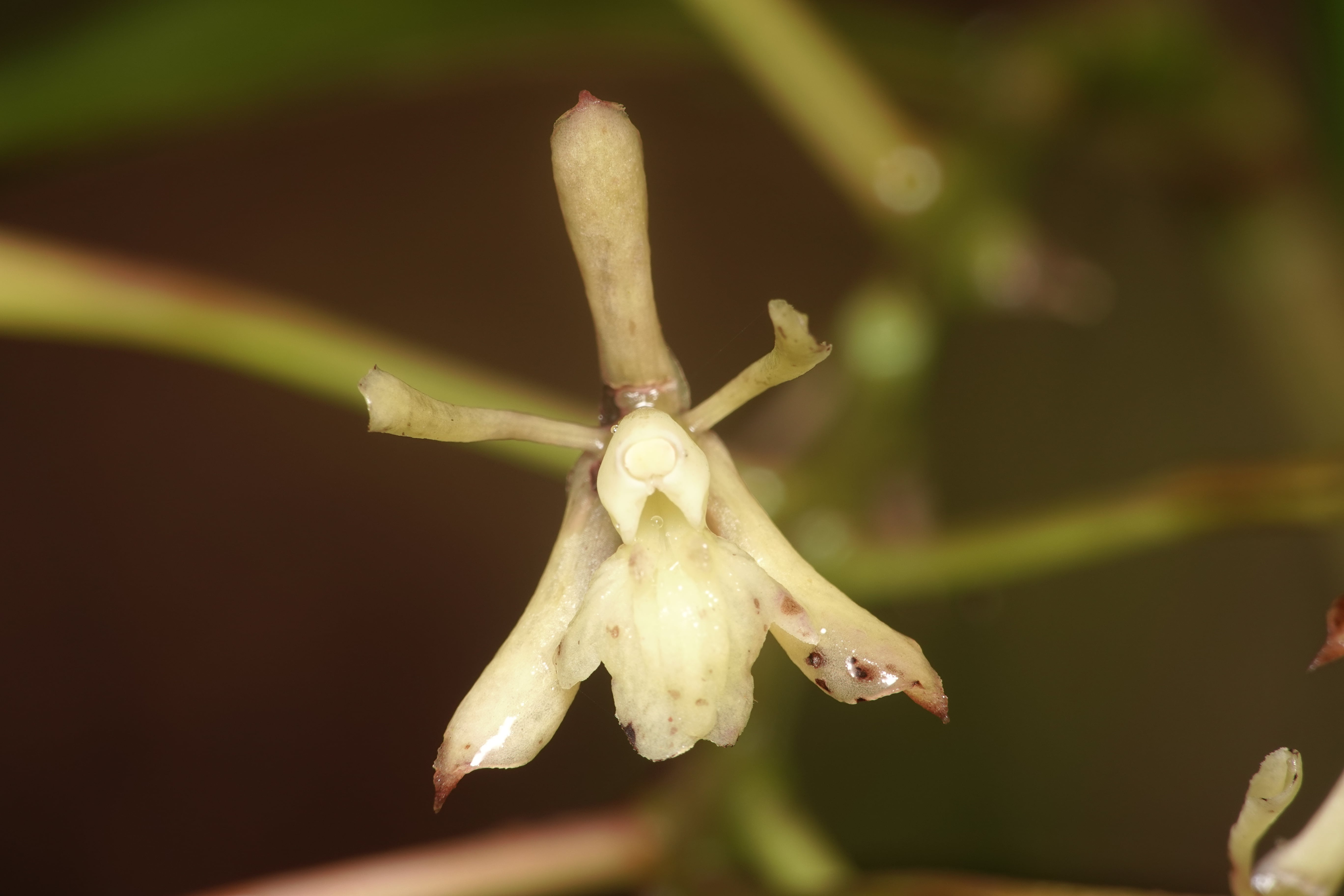 Epidendrum sp 11