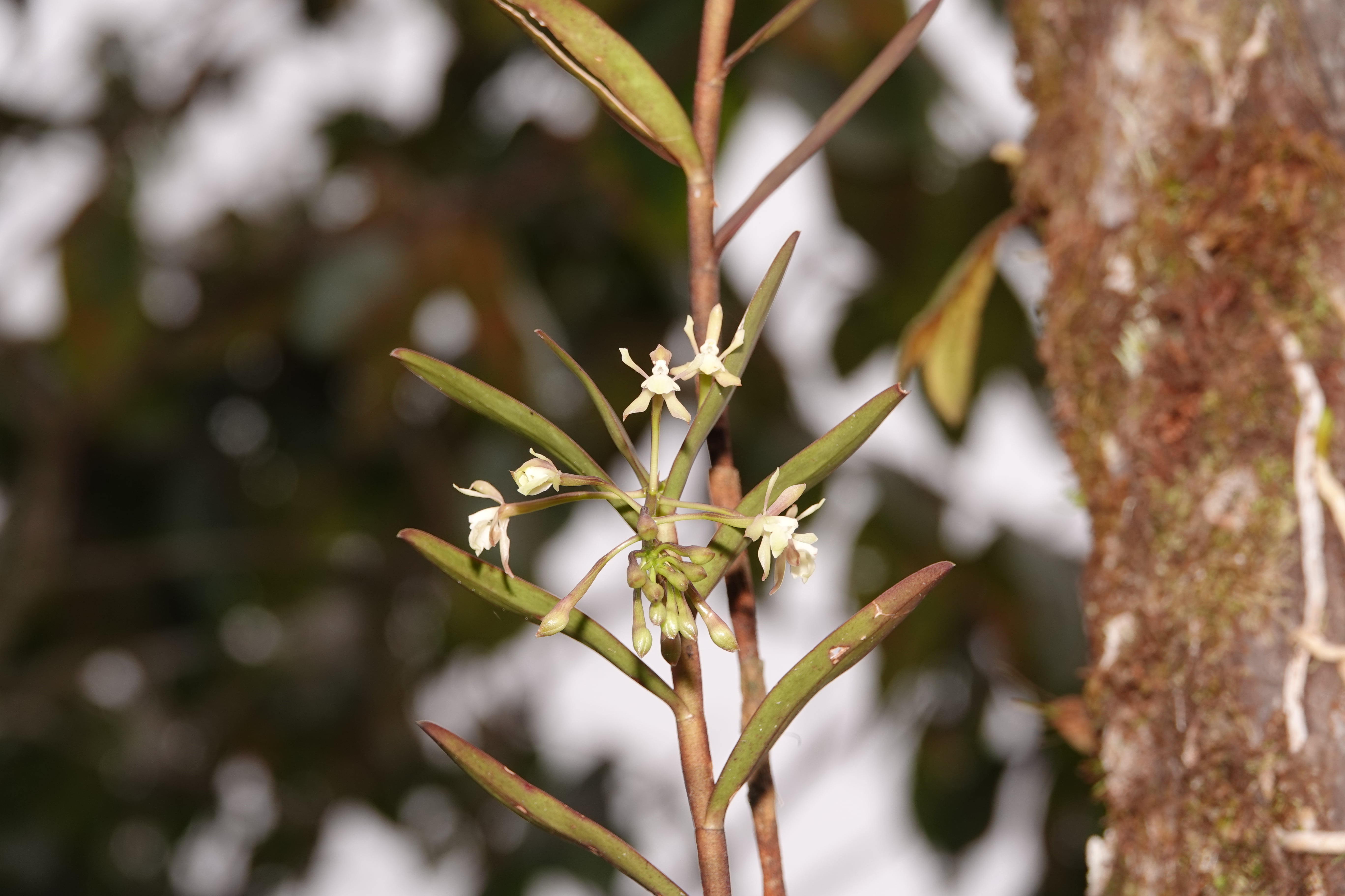 Epidendrum sp 12