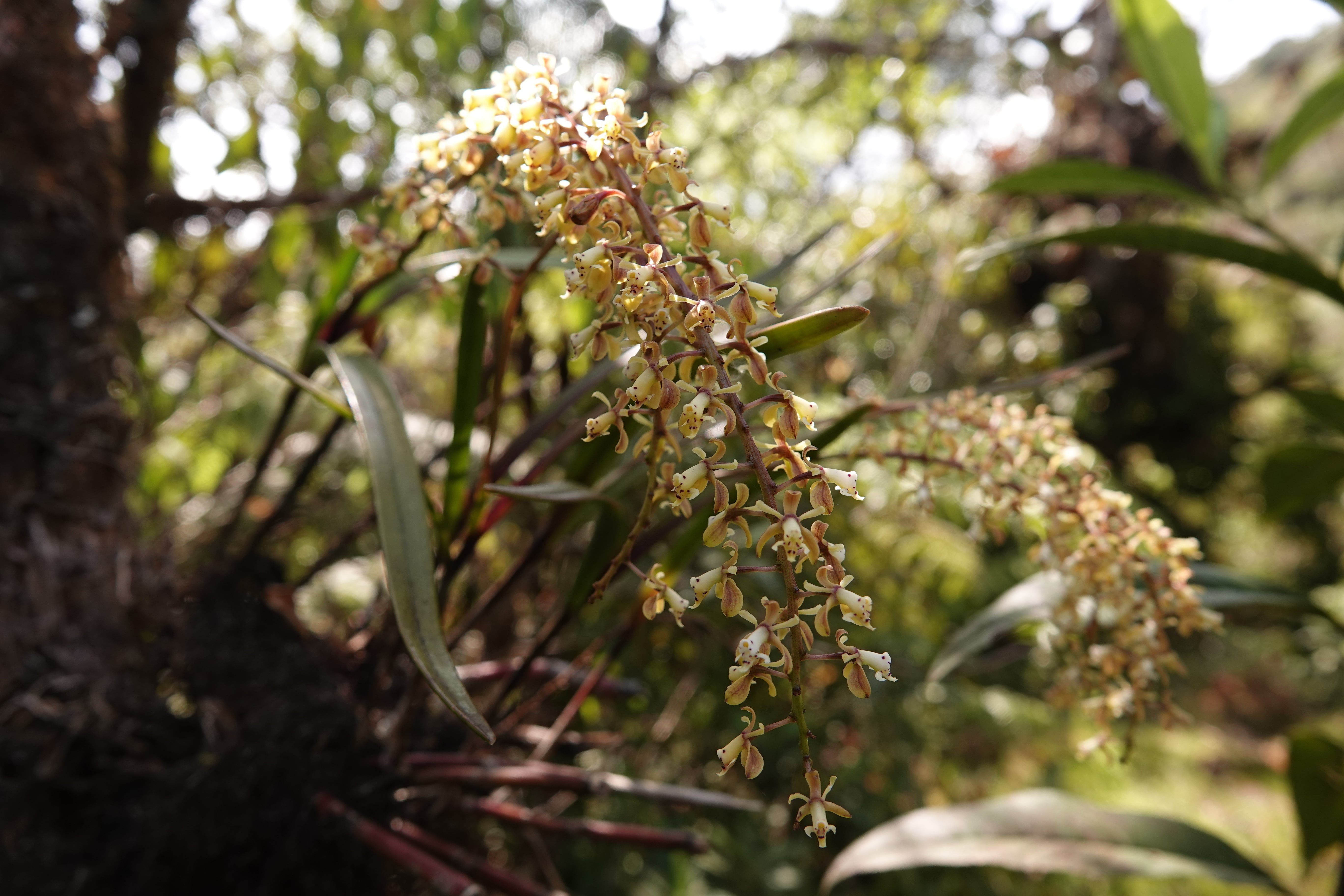 Epidendrum sp 13