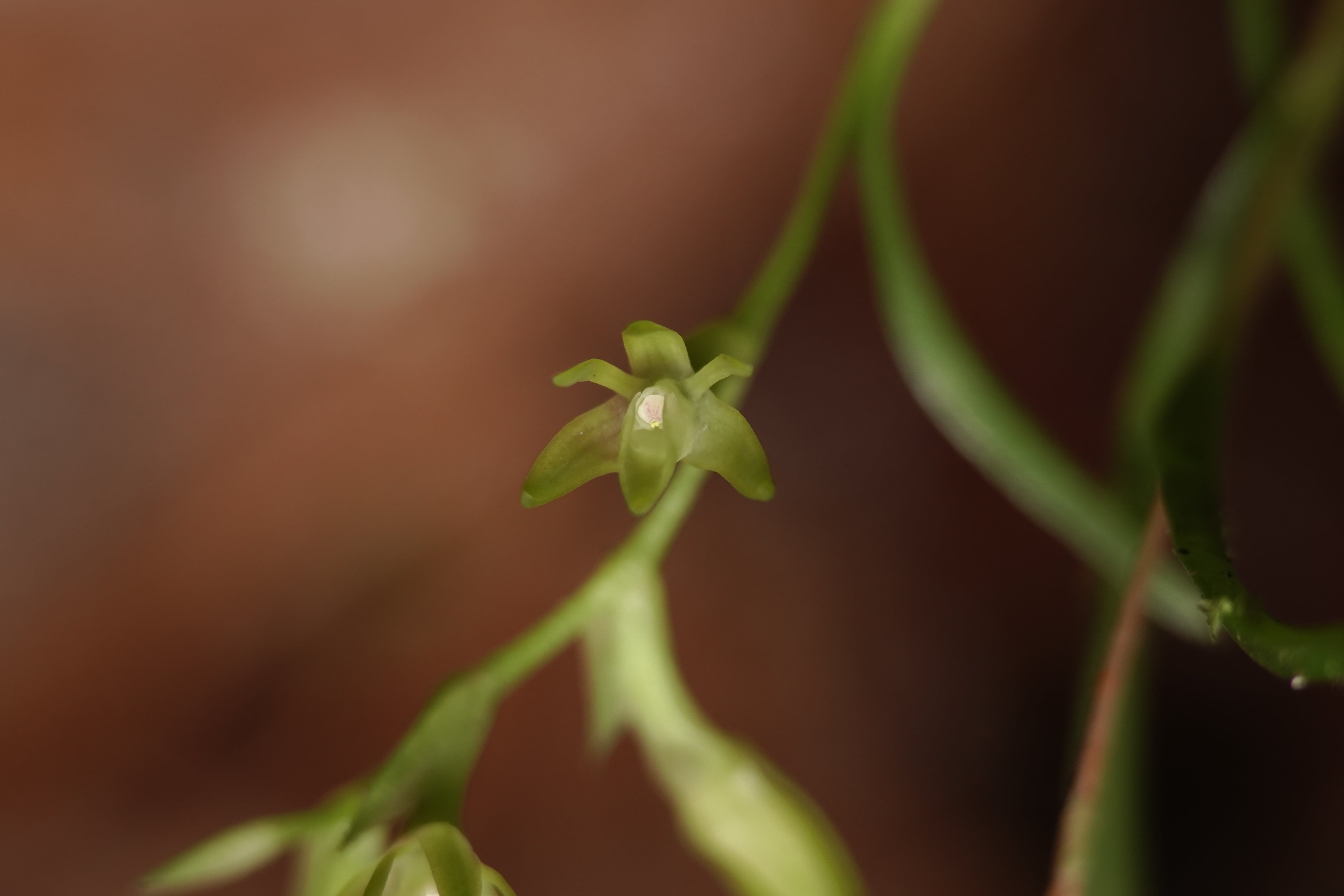 Epidendrum sp 14