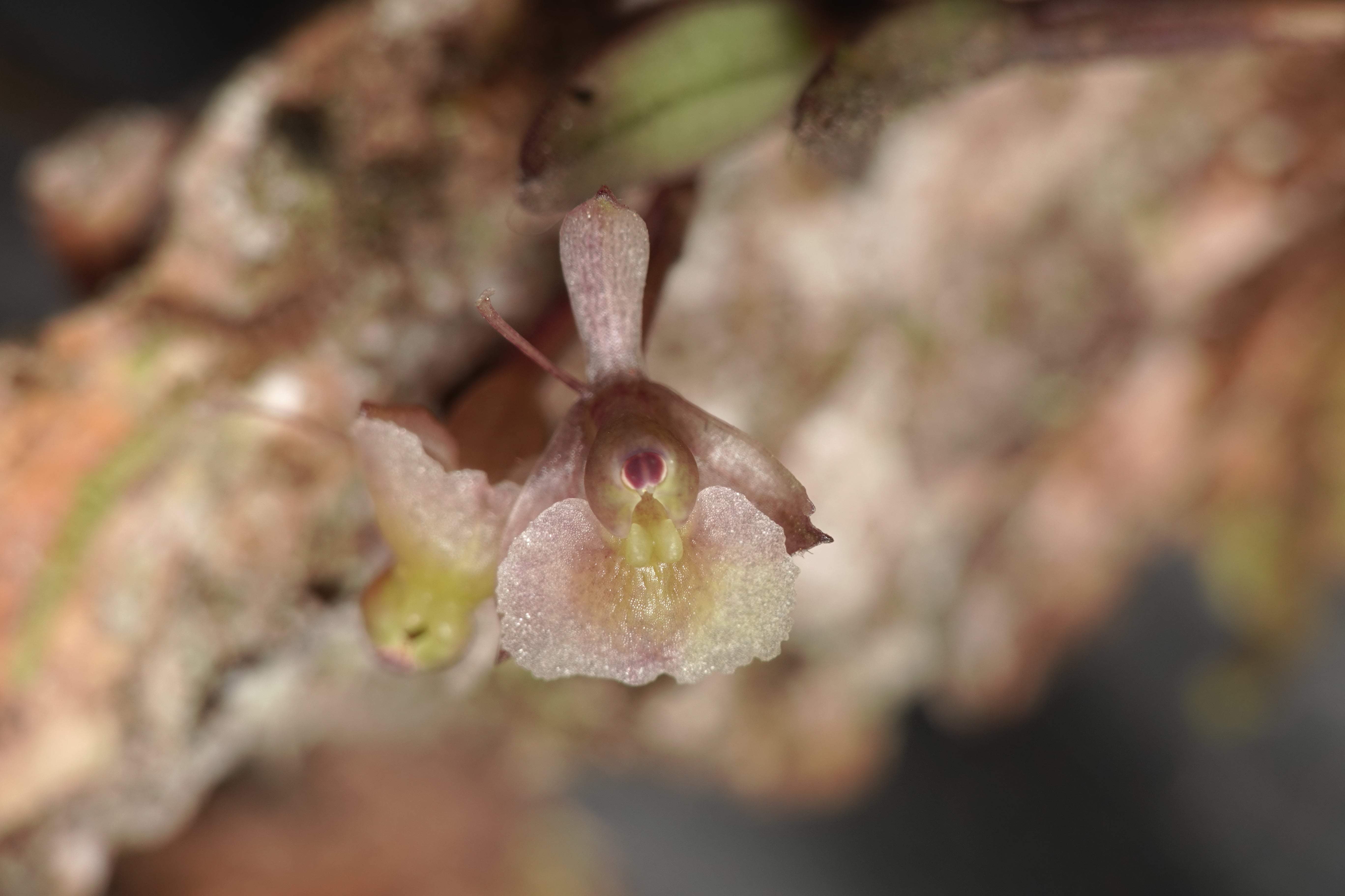 Epidendrum sp 15