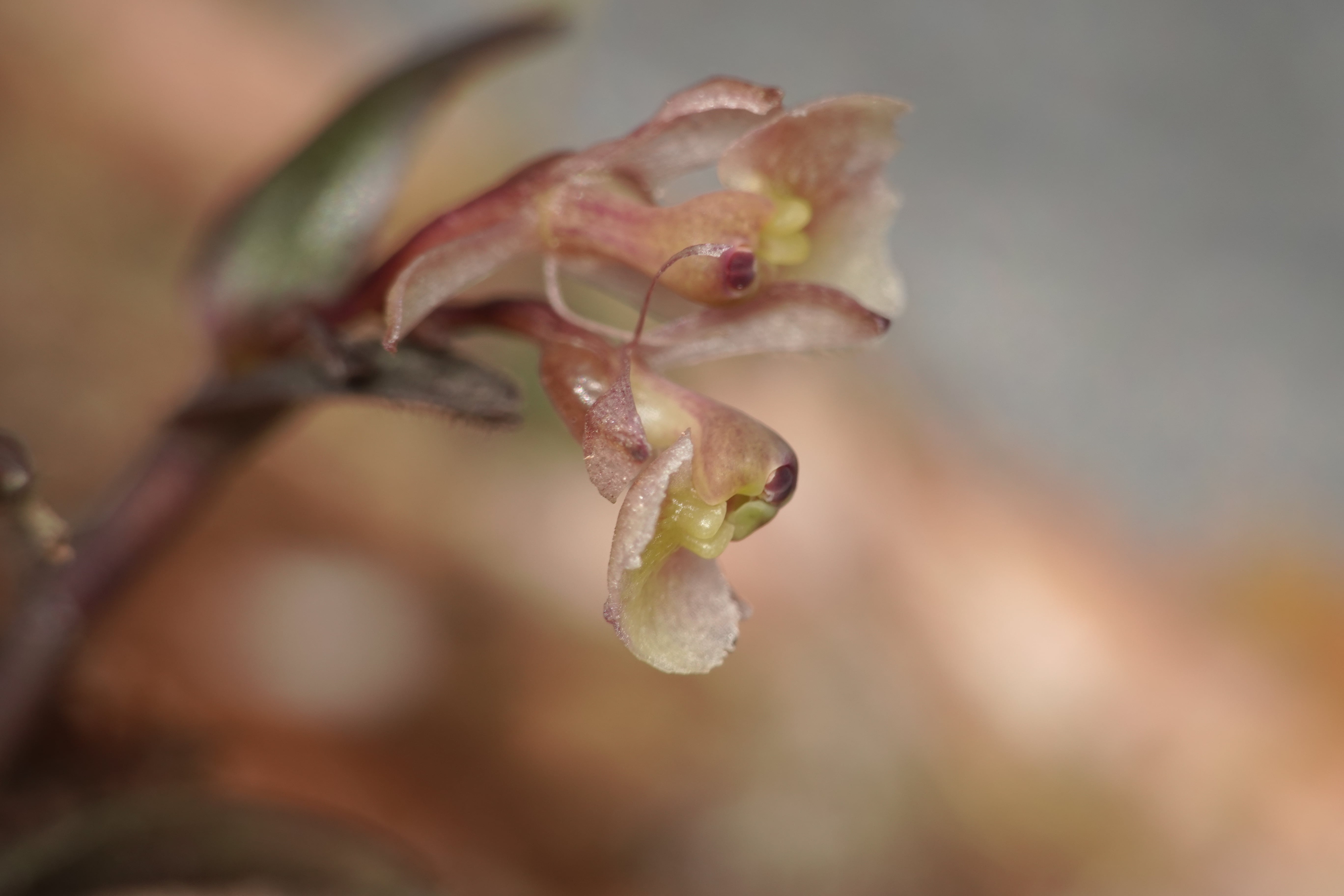 Epidendrum sp 15. La Honda.