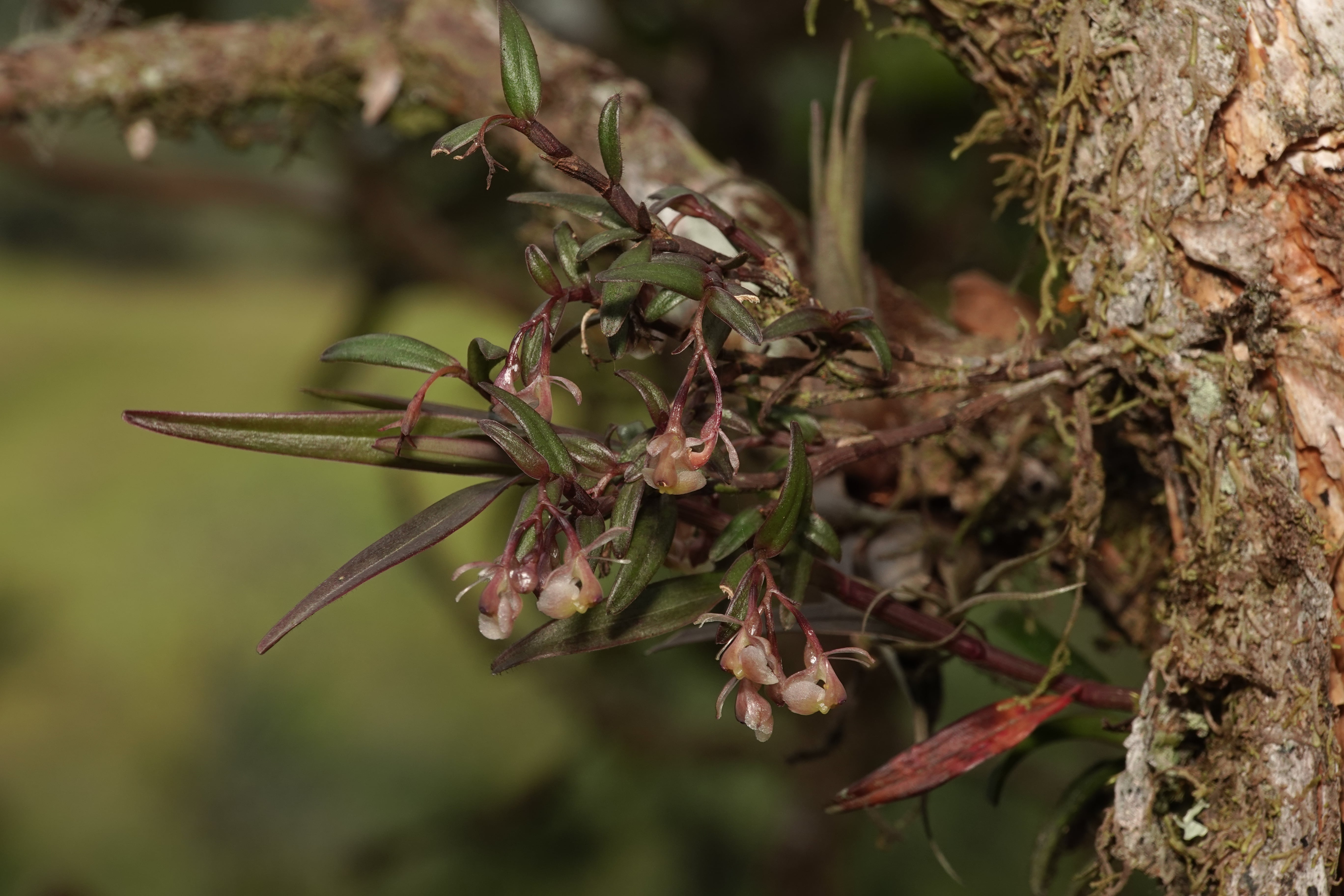 Epidendrum sp 15. La Honda.