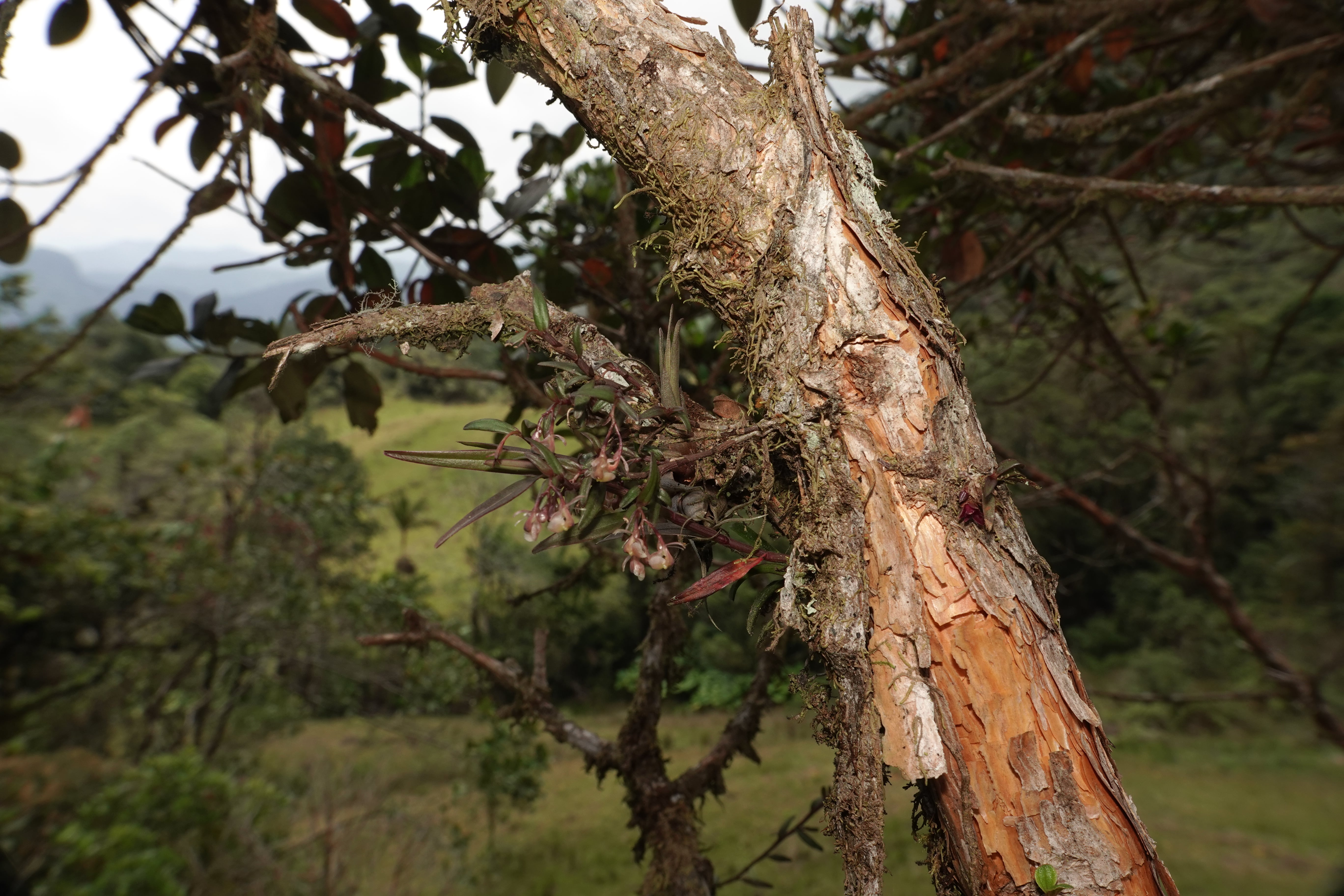 Epidendrum sp 15. La Honda.