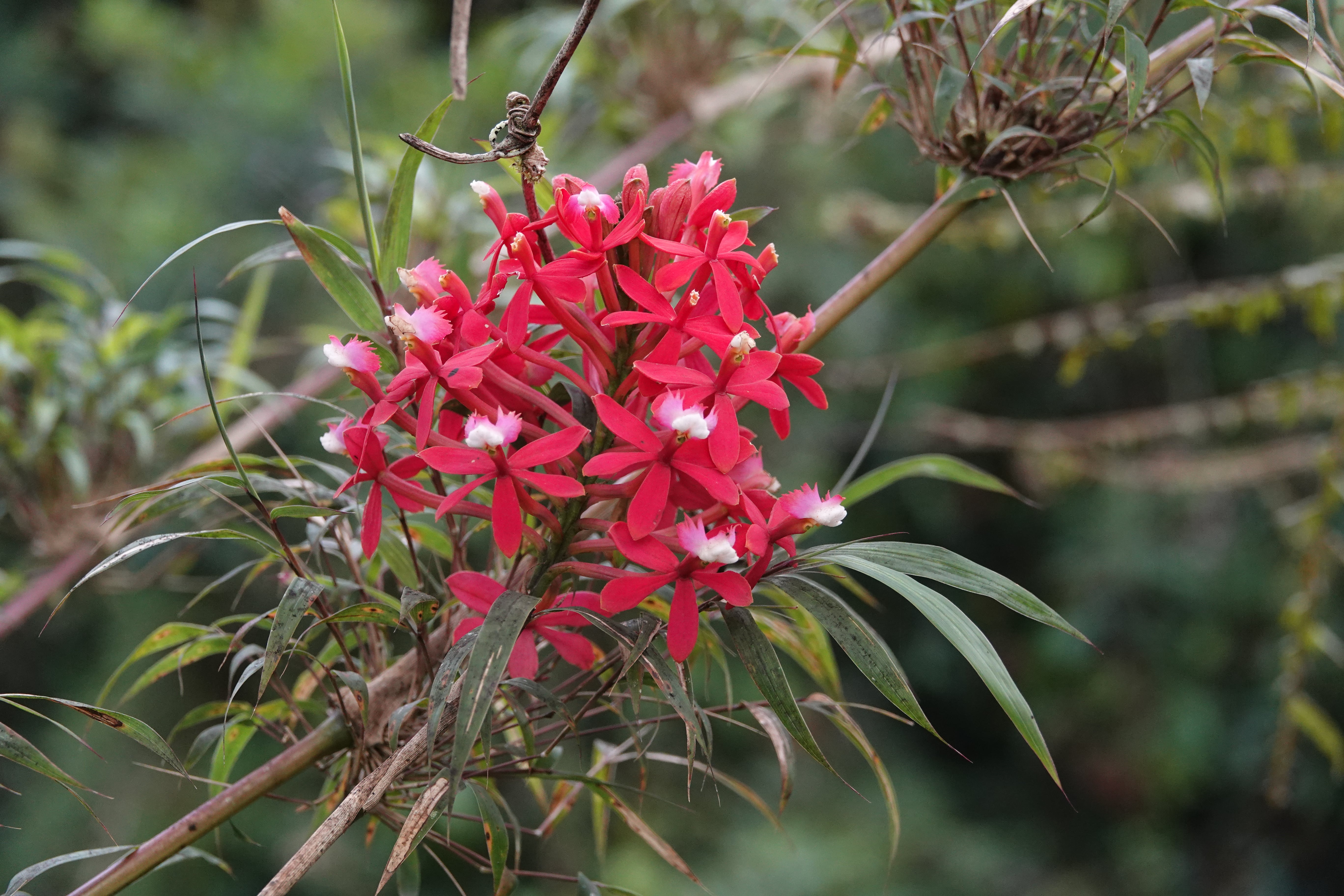 Epidendrum sp 2