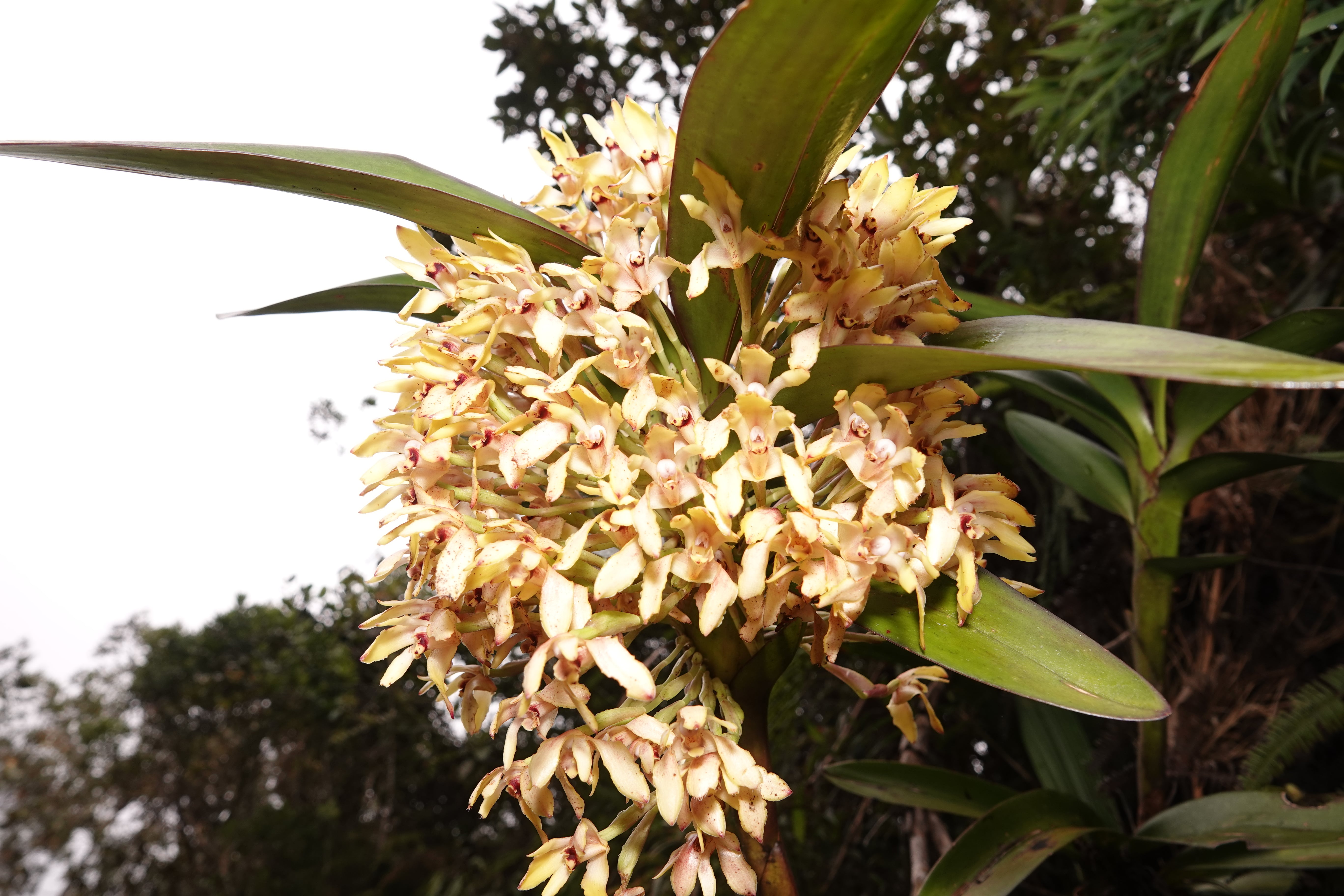 Epidendrum sp 3