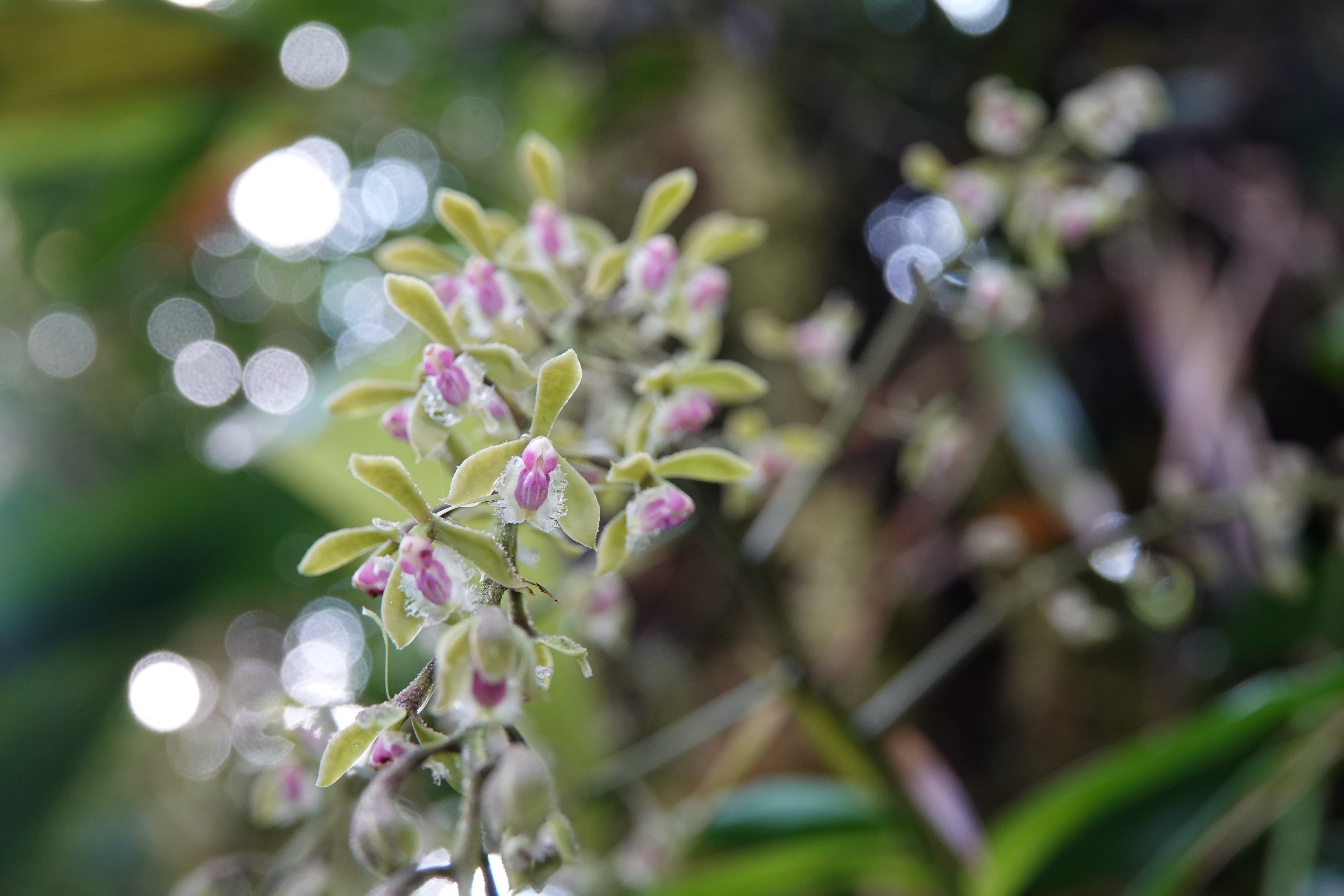 Epidendrum sp 4