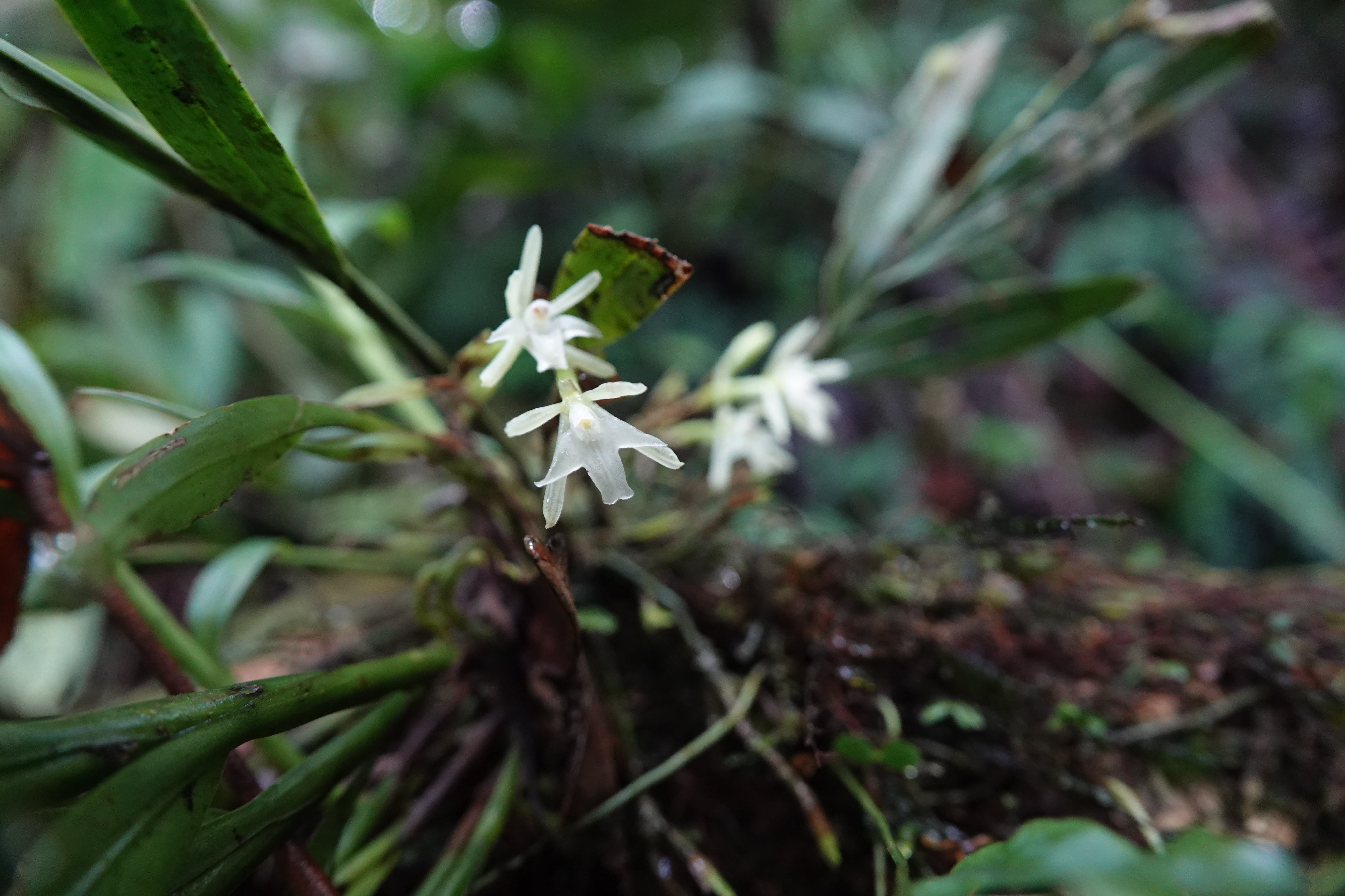 Epidendrum sp 5