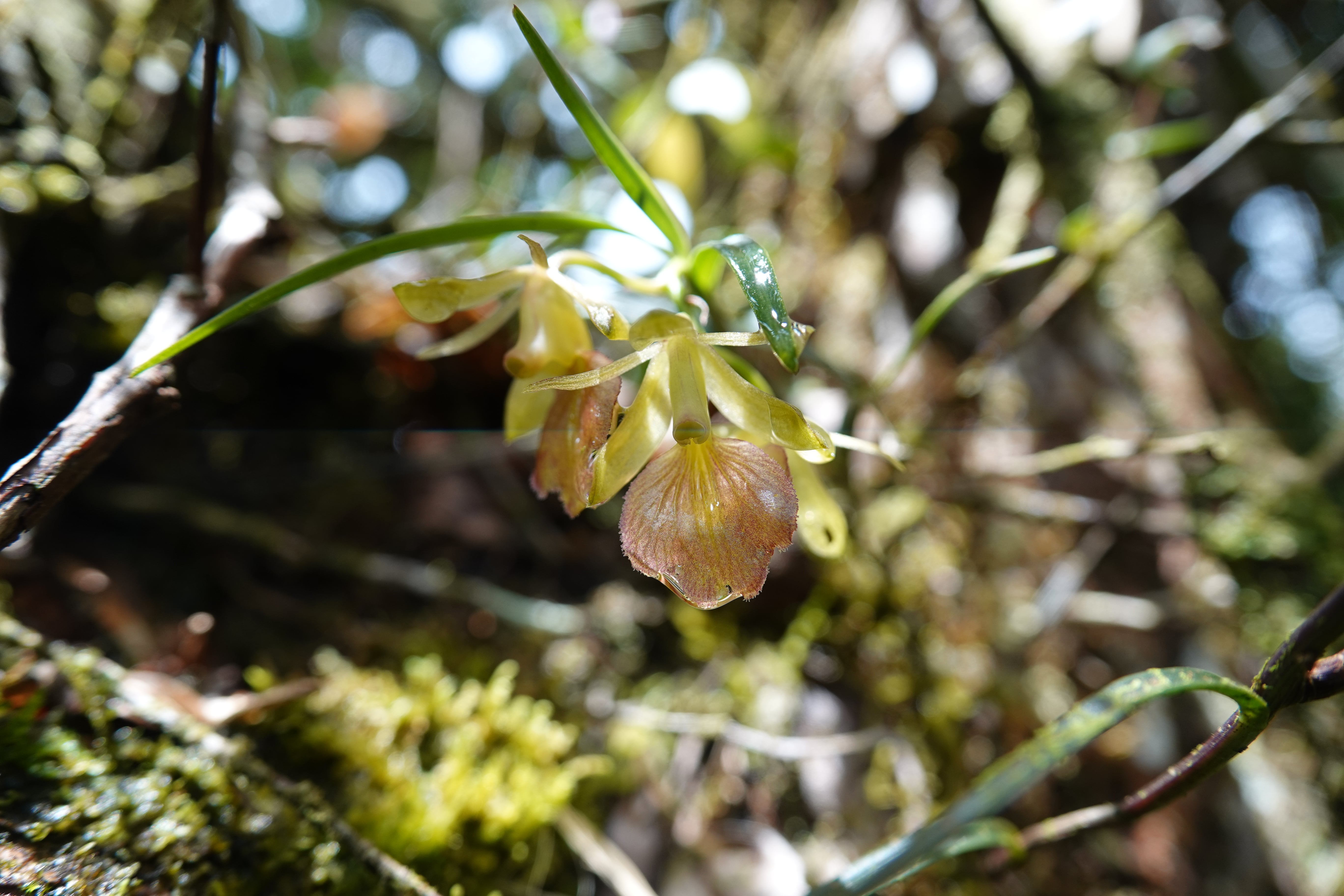 Epidendrum sp 6