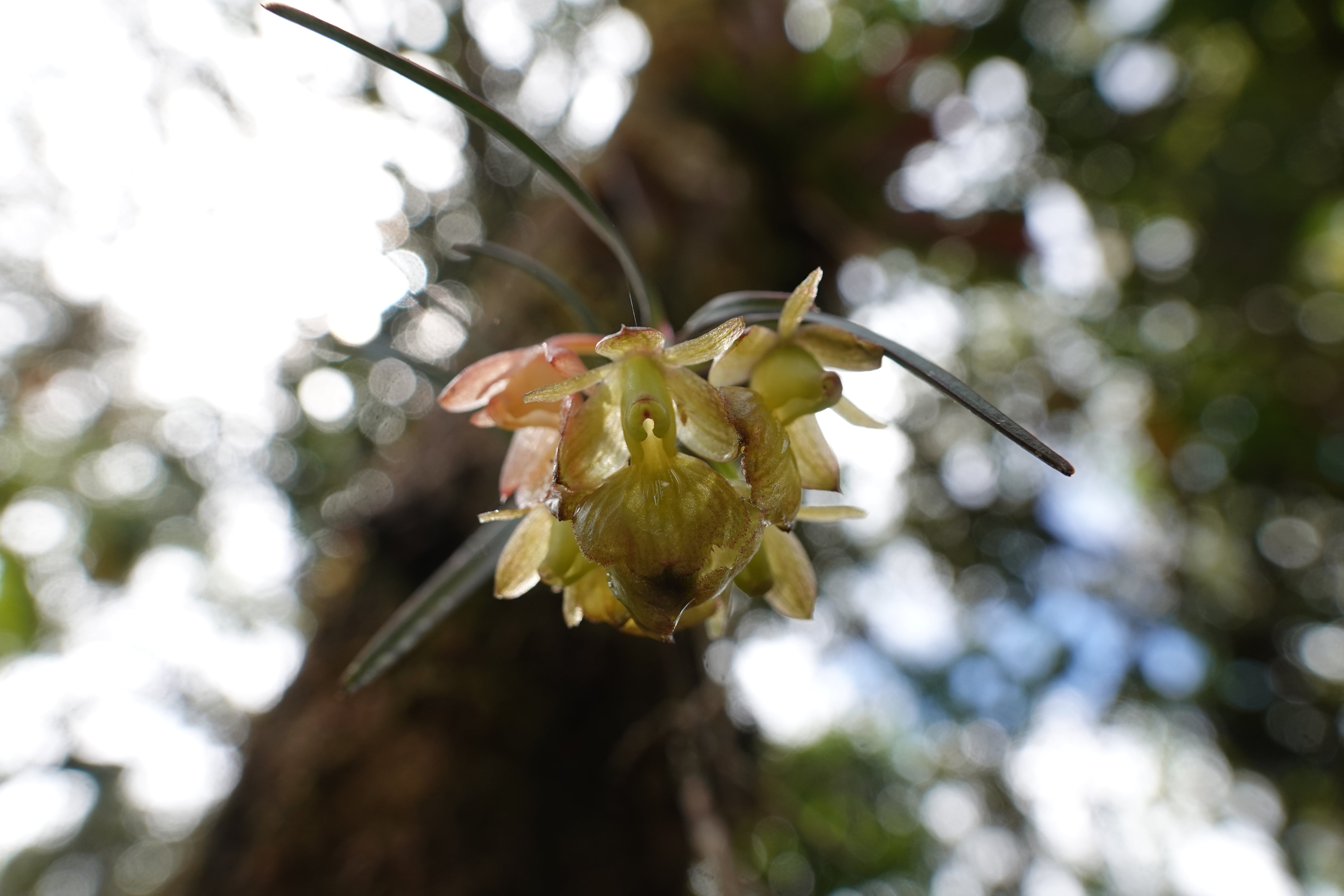 *Epidendrum sp 6*. La Honda.