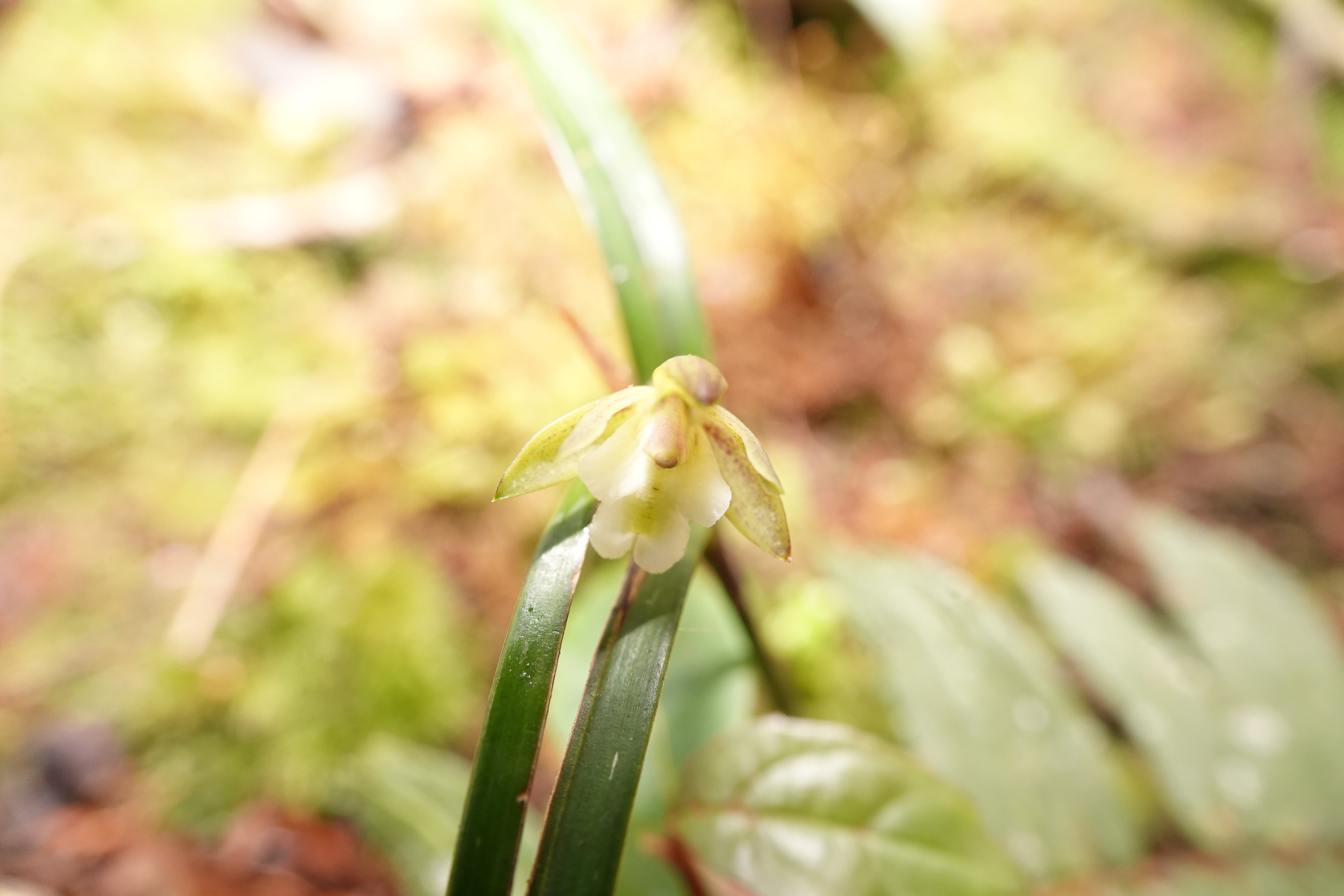 *Epidendrum sp 8*. La Honda.
