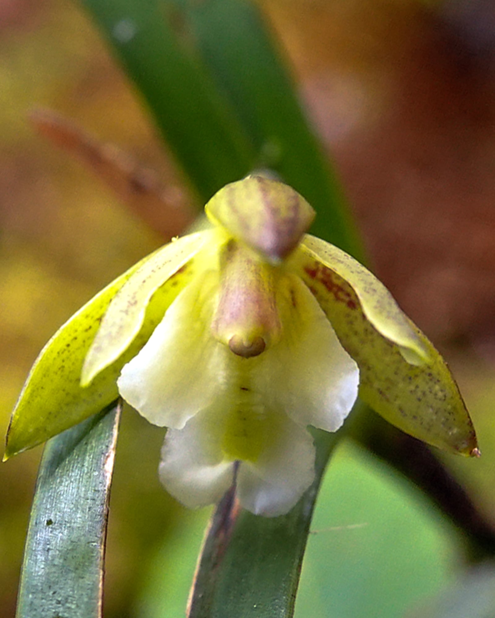 Epidendrum sp 8