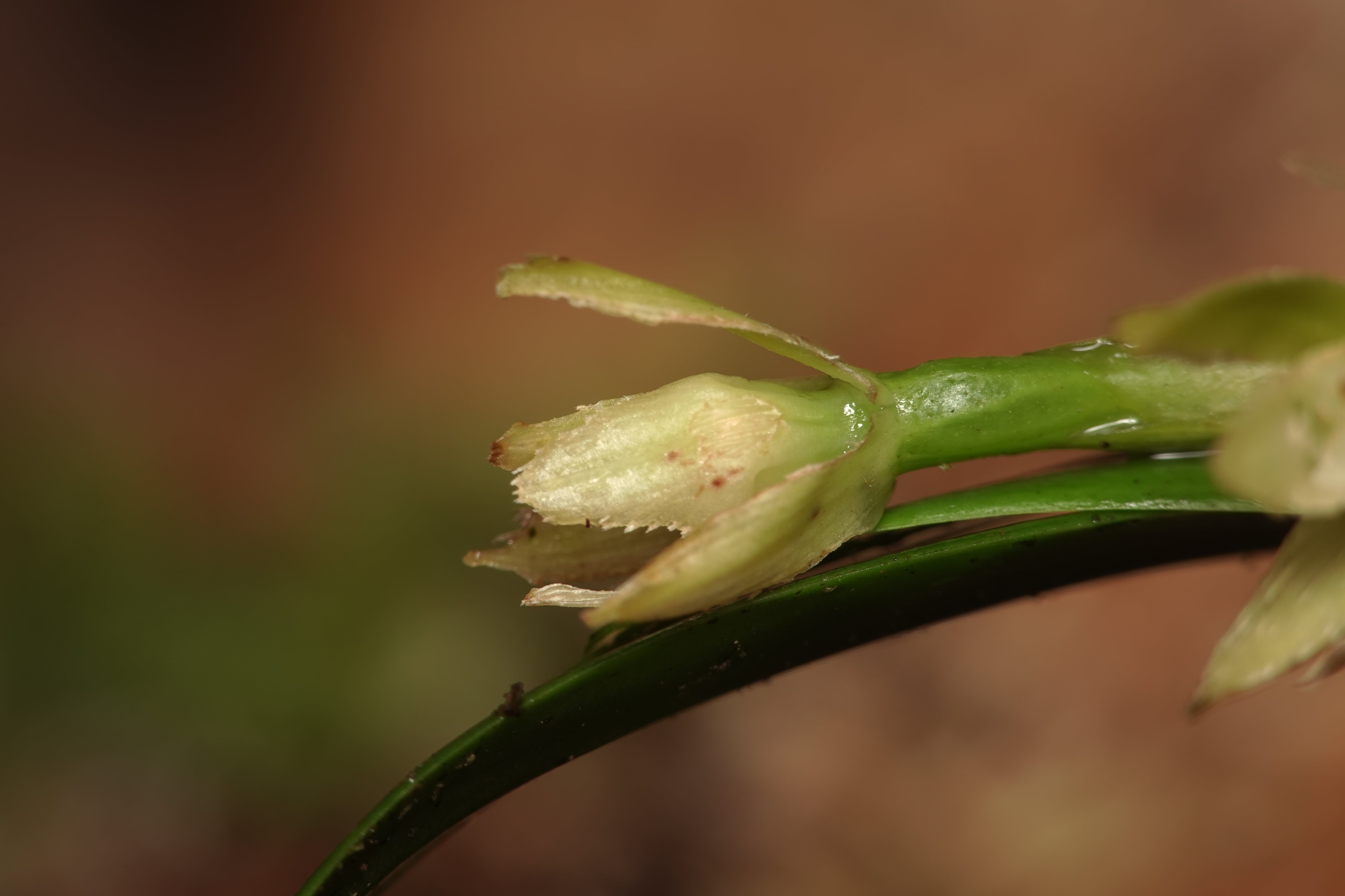 Epidendrum sp 9