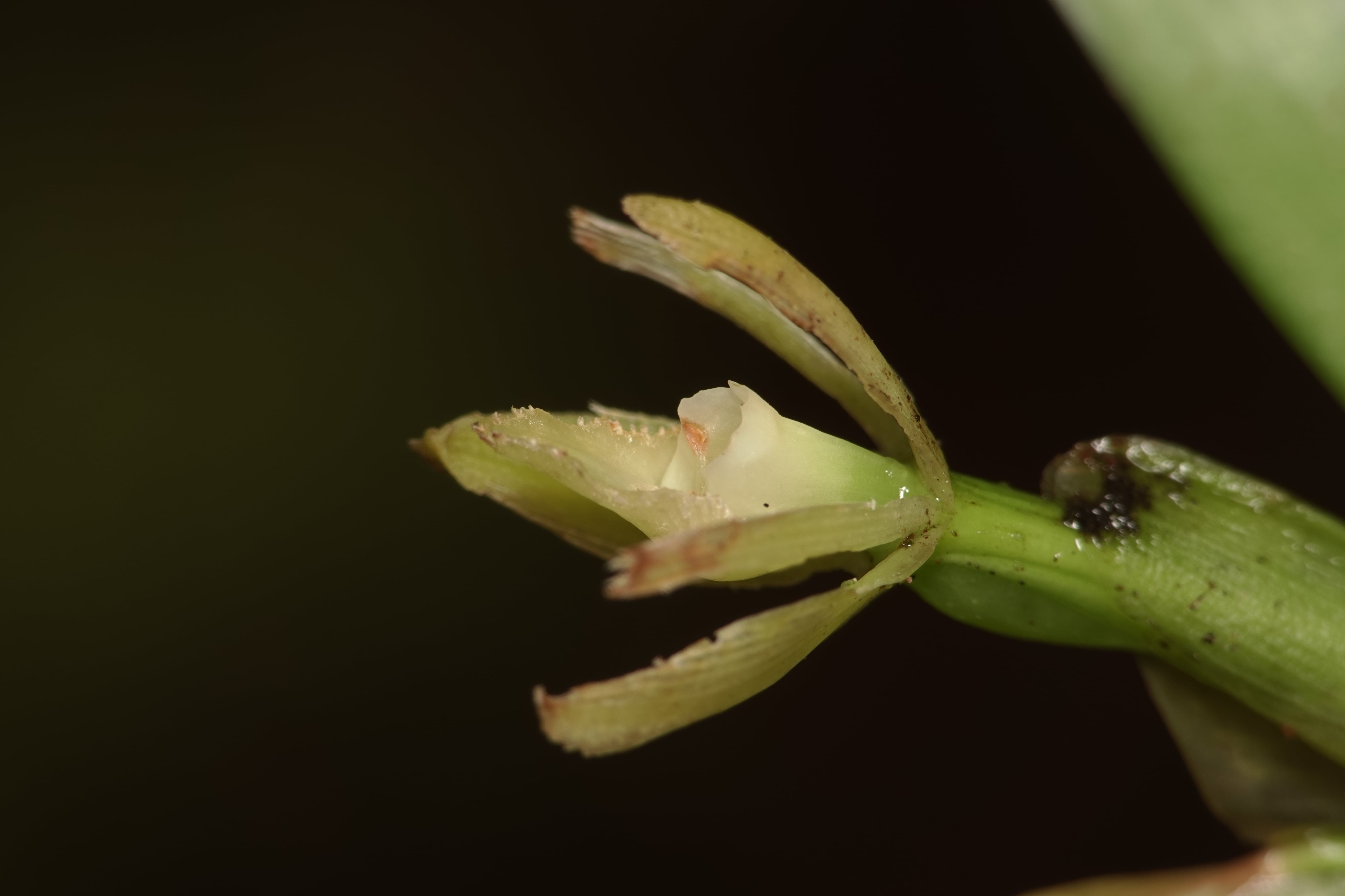 Epidendrum sp 9. La Honda.
