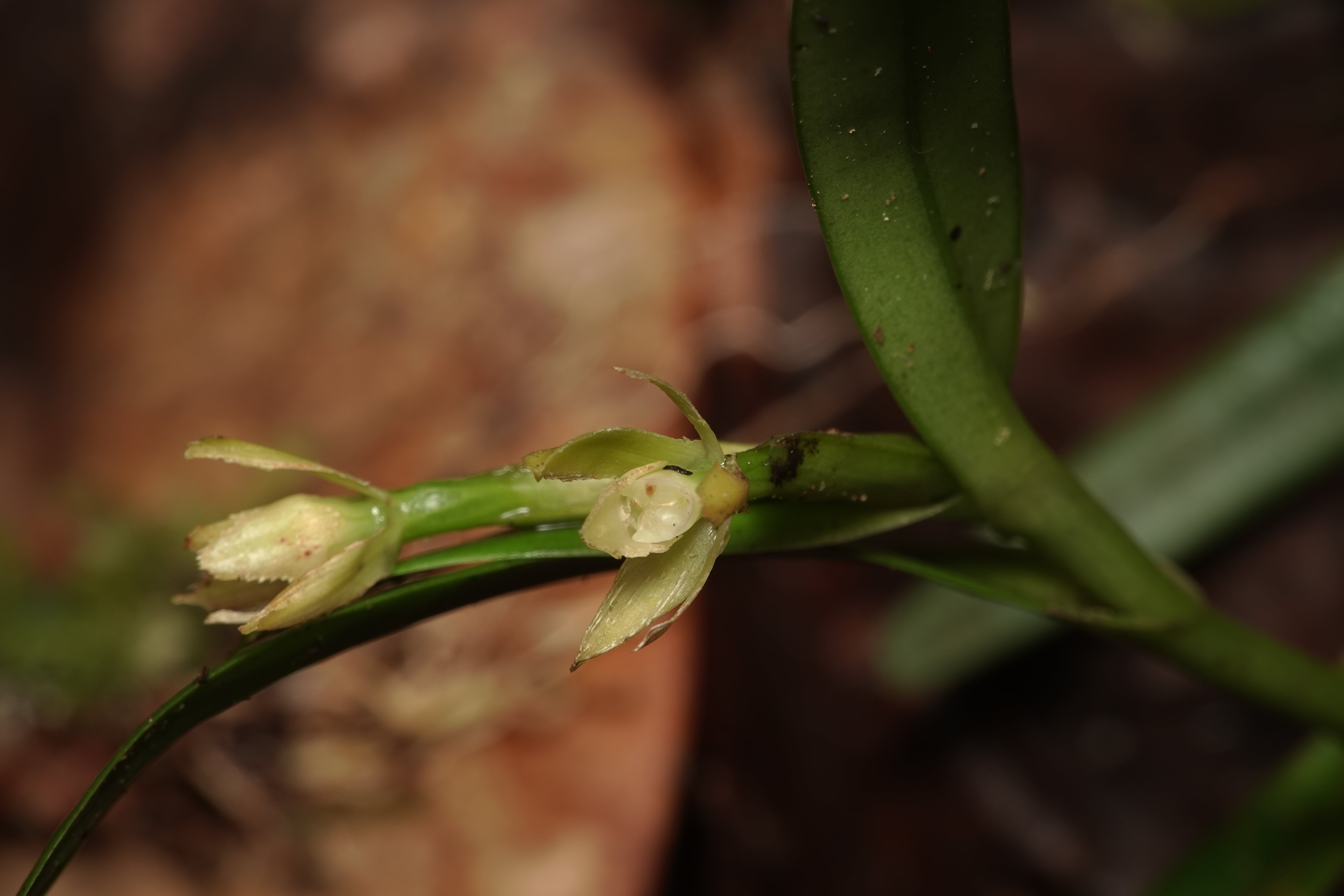 Epidendrum sp 9. La Honda.