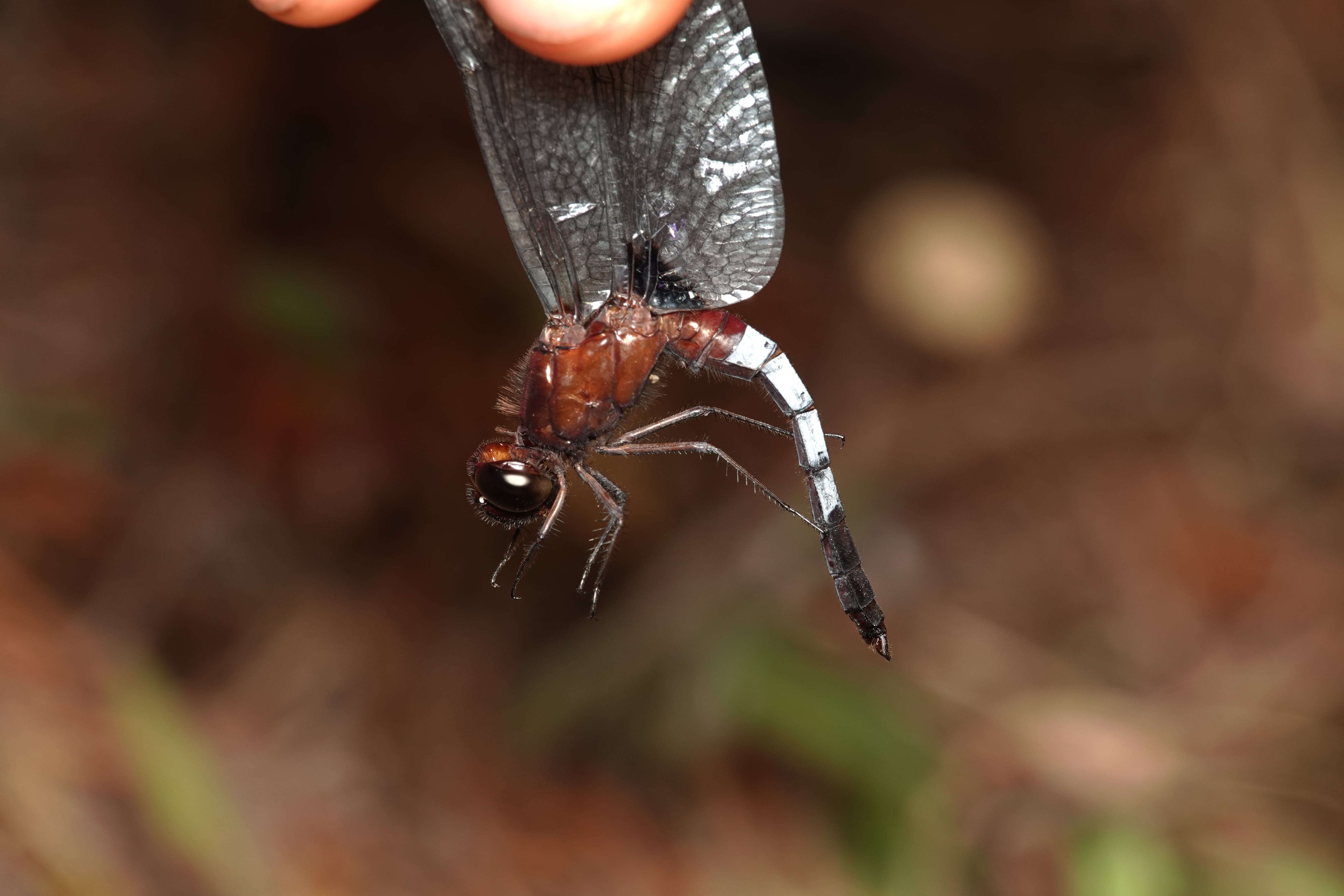 Erythrodiplax abjecta
