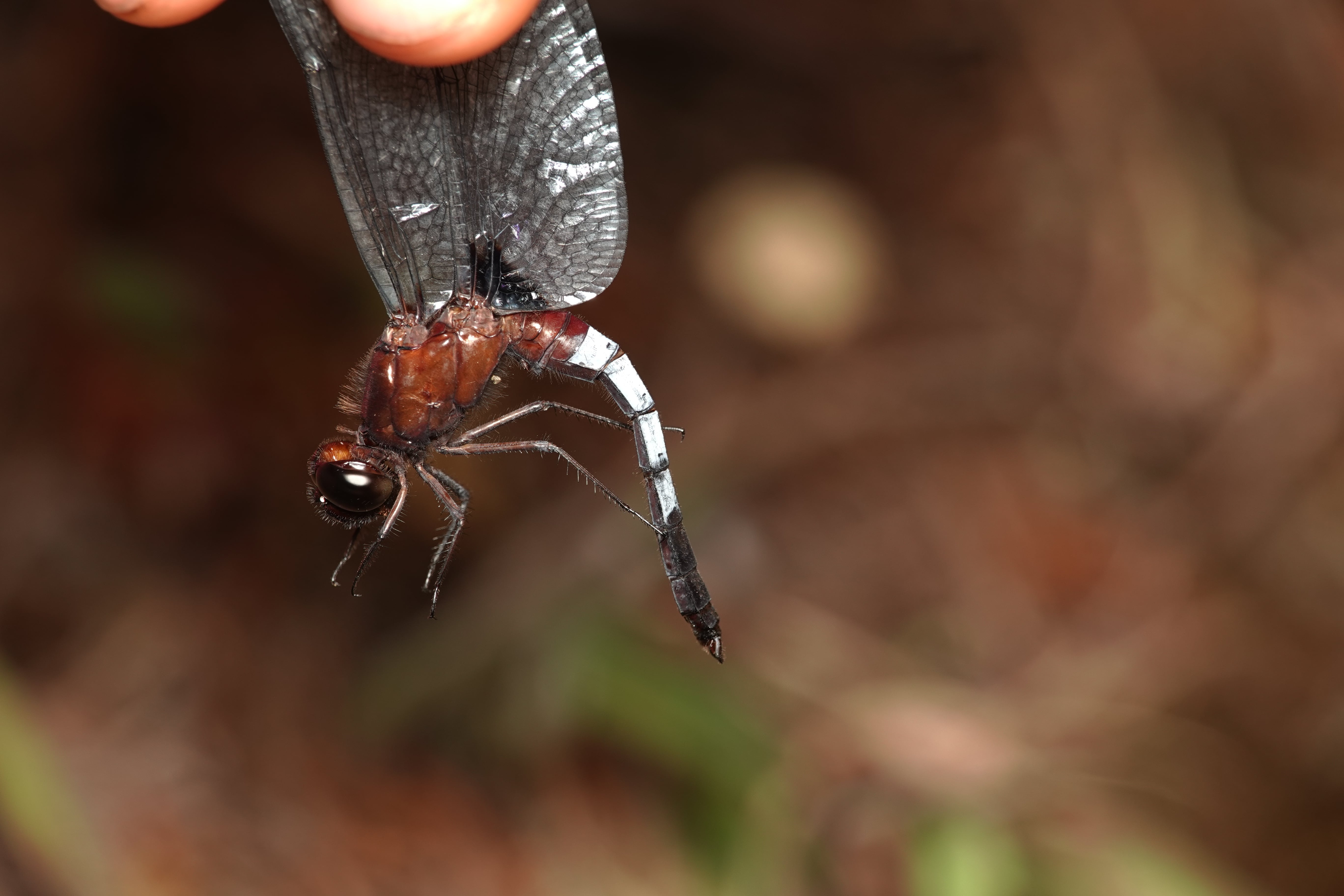 Erythrodiplax abjecta. La Honda.
