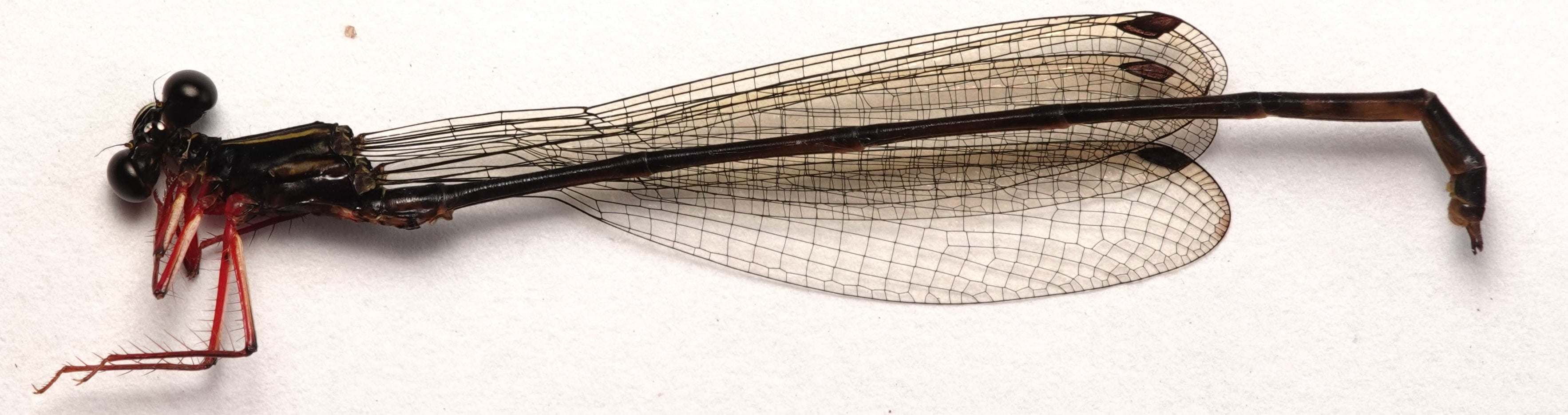 Heteropodagrion superbum