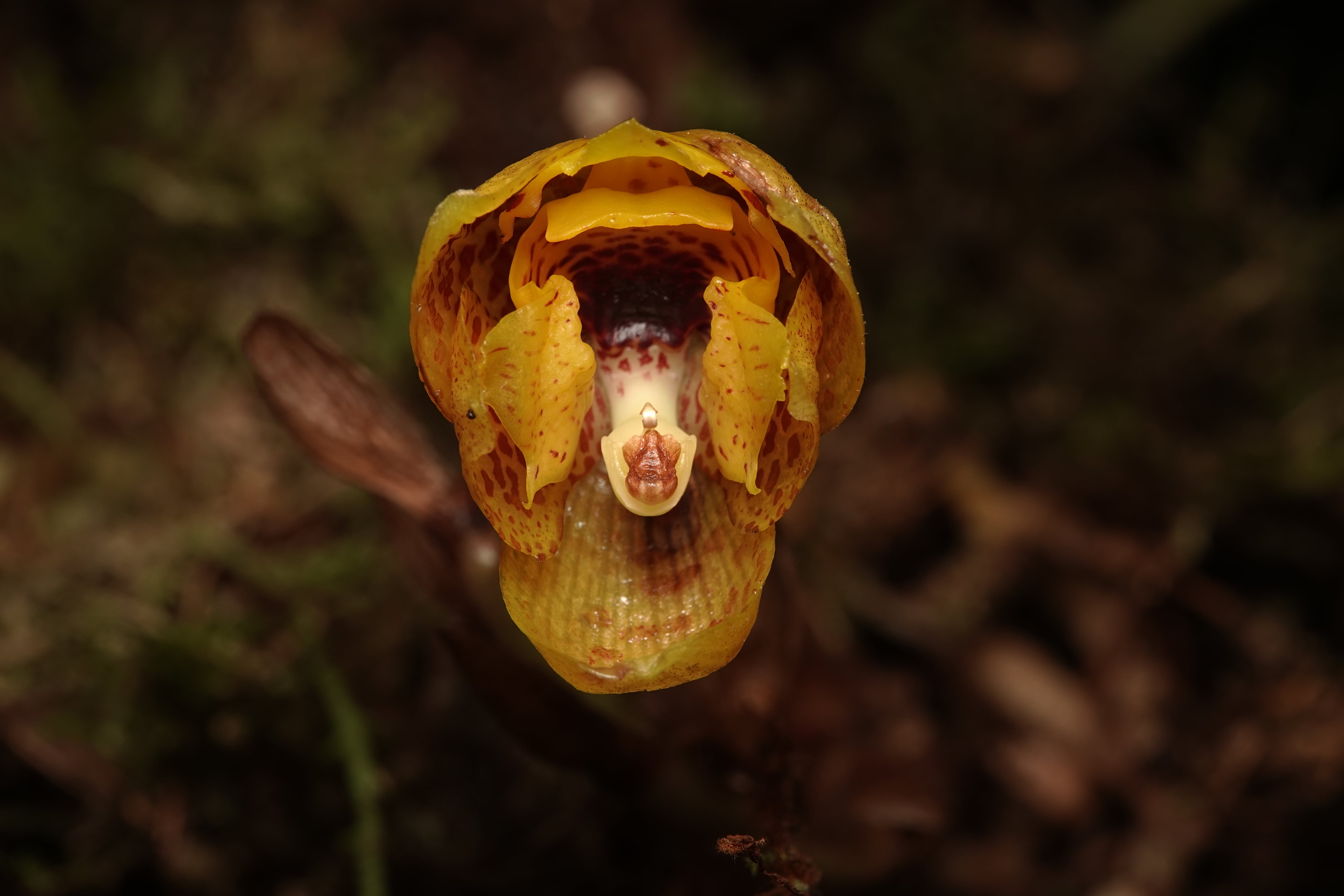 Houlletia sp