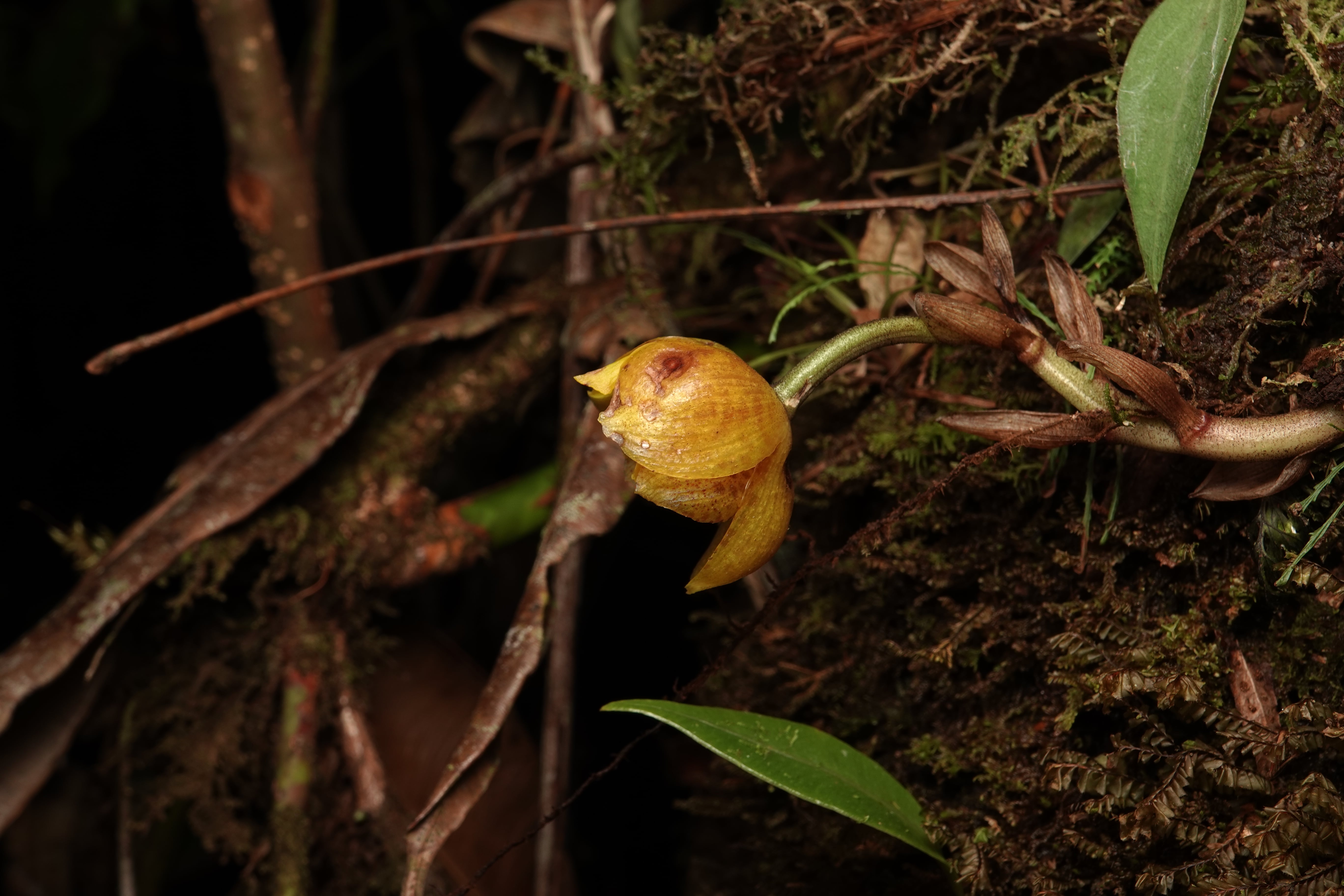 Houlletia sp. La Honda.