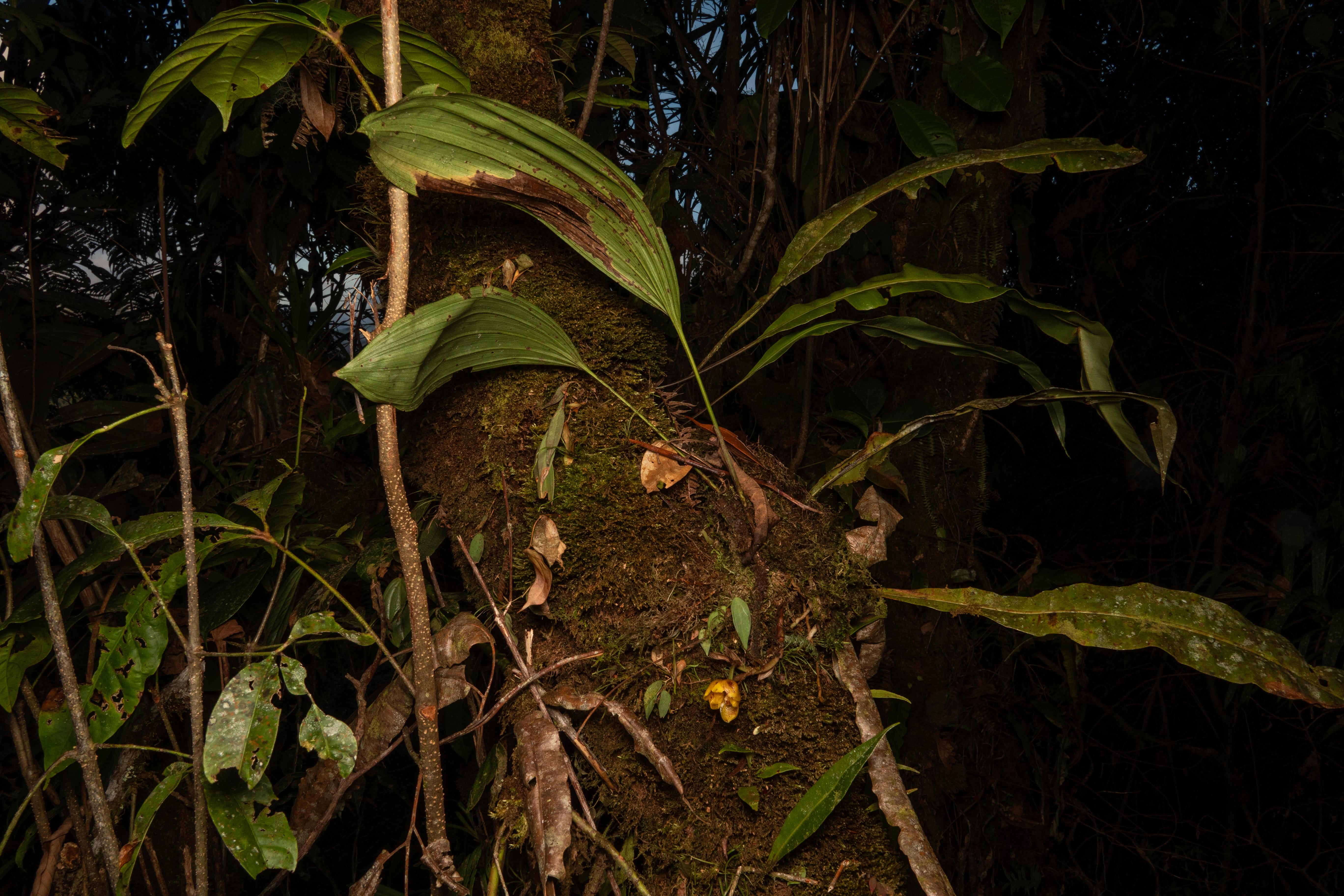 Houlletia sp. La Honda.