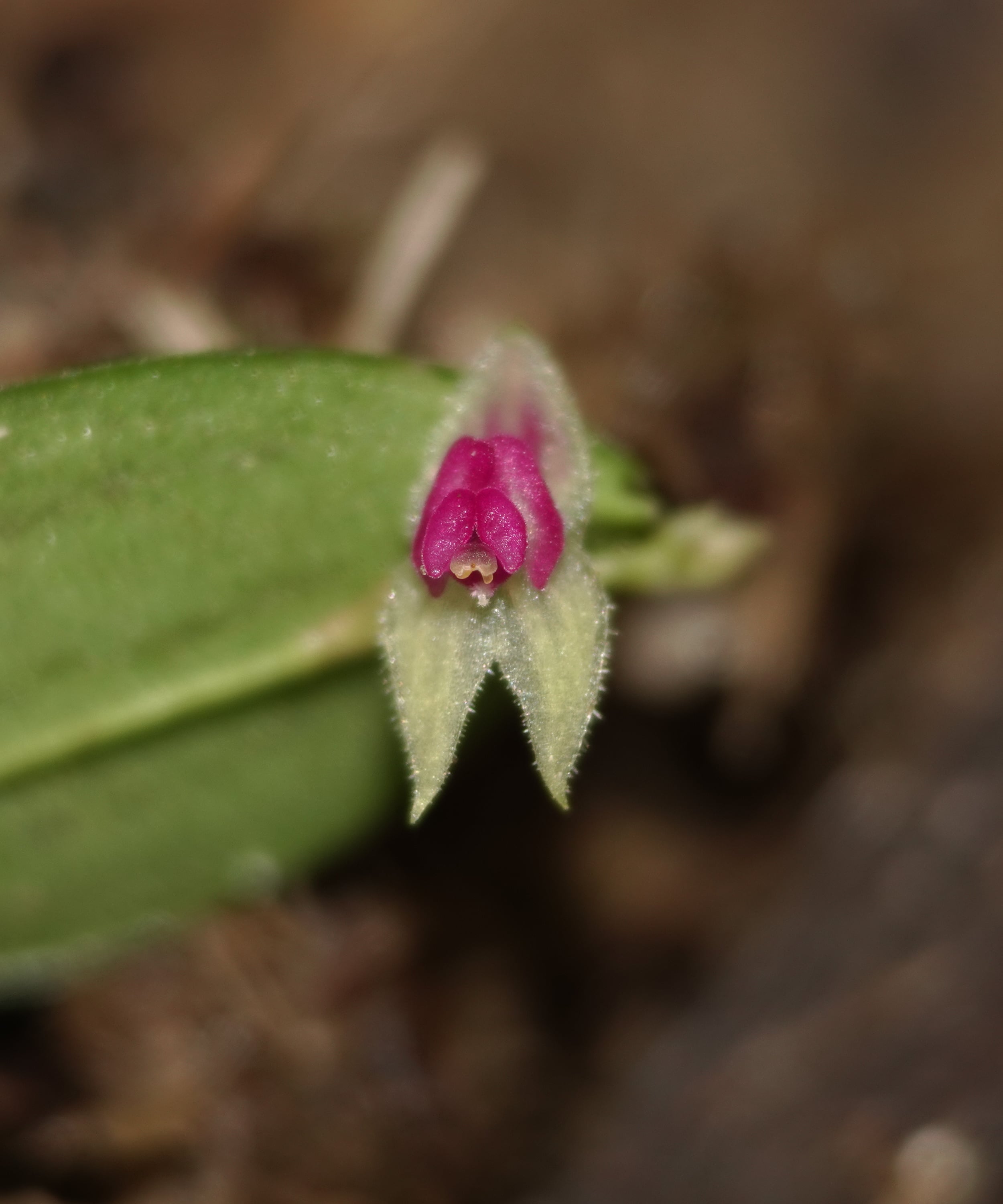 Orchidaceae — Orchids