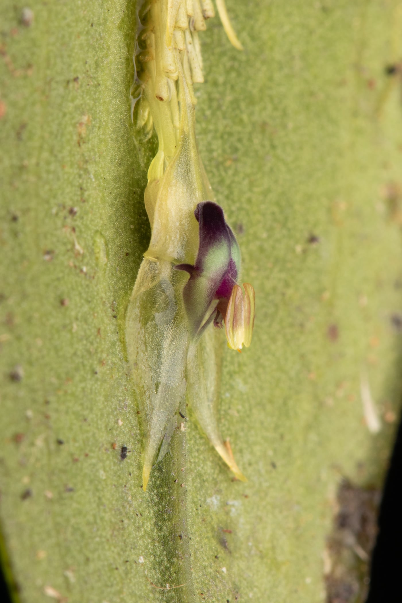 *Lepanthes agglutinata*, La Honda, 2025.