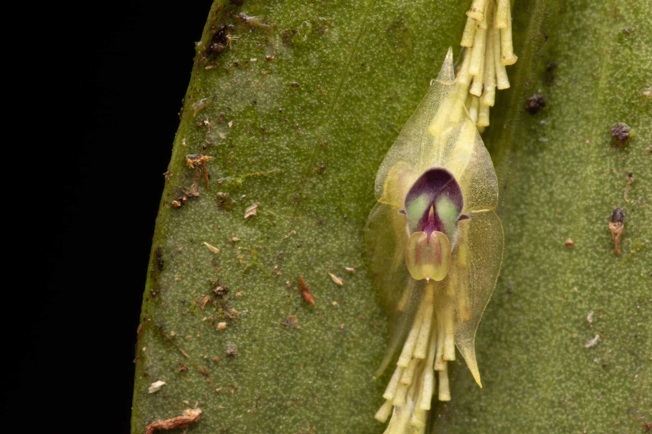 *Lepanthes agglutinata*, La Honda, 2025.