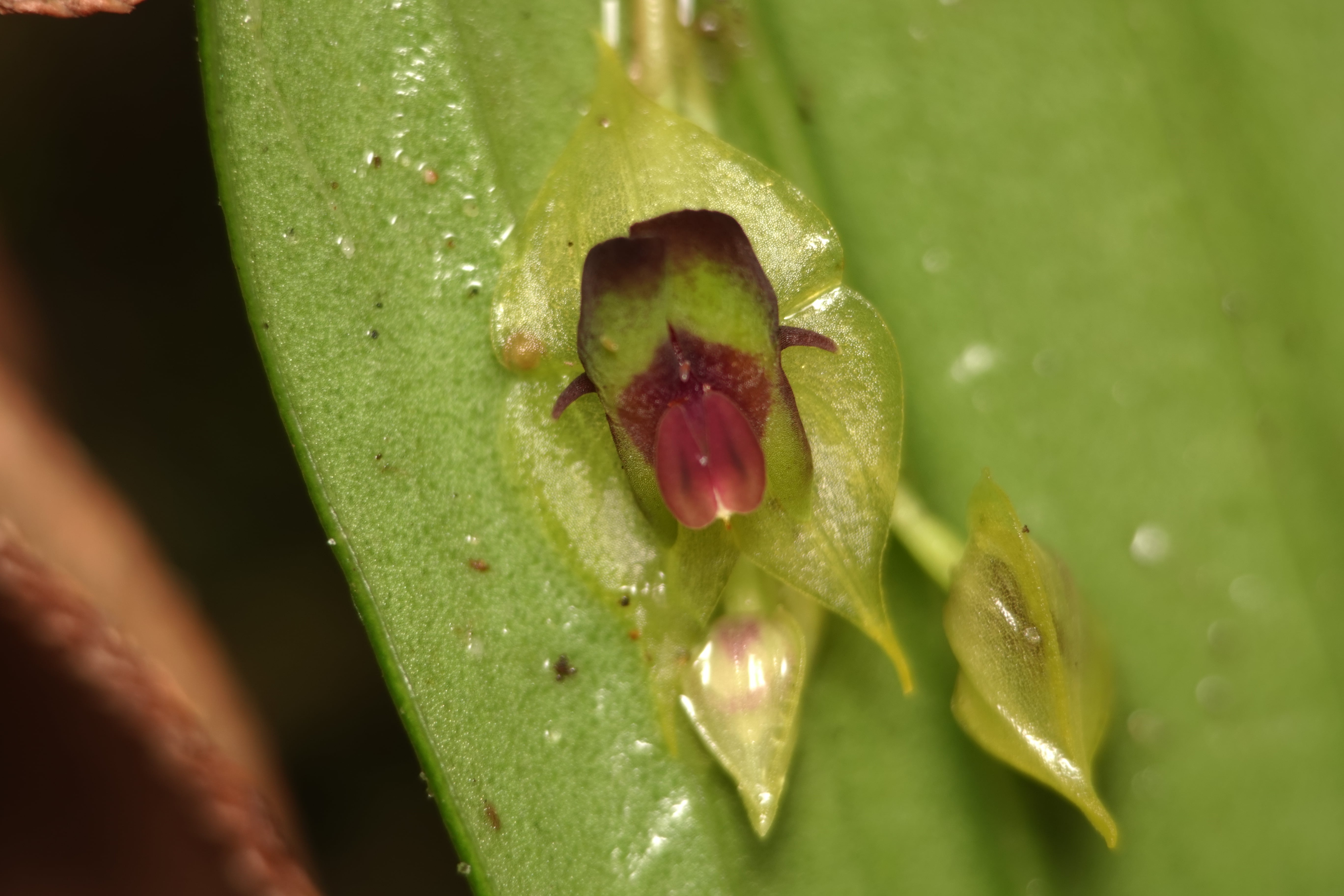 Lepanthes anemica