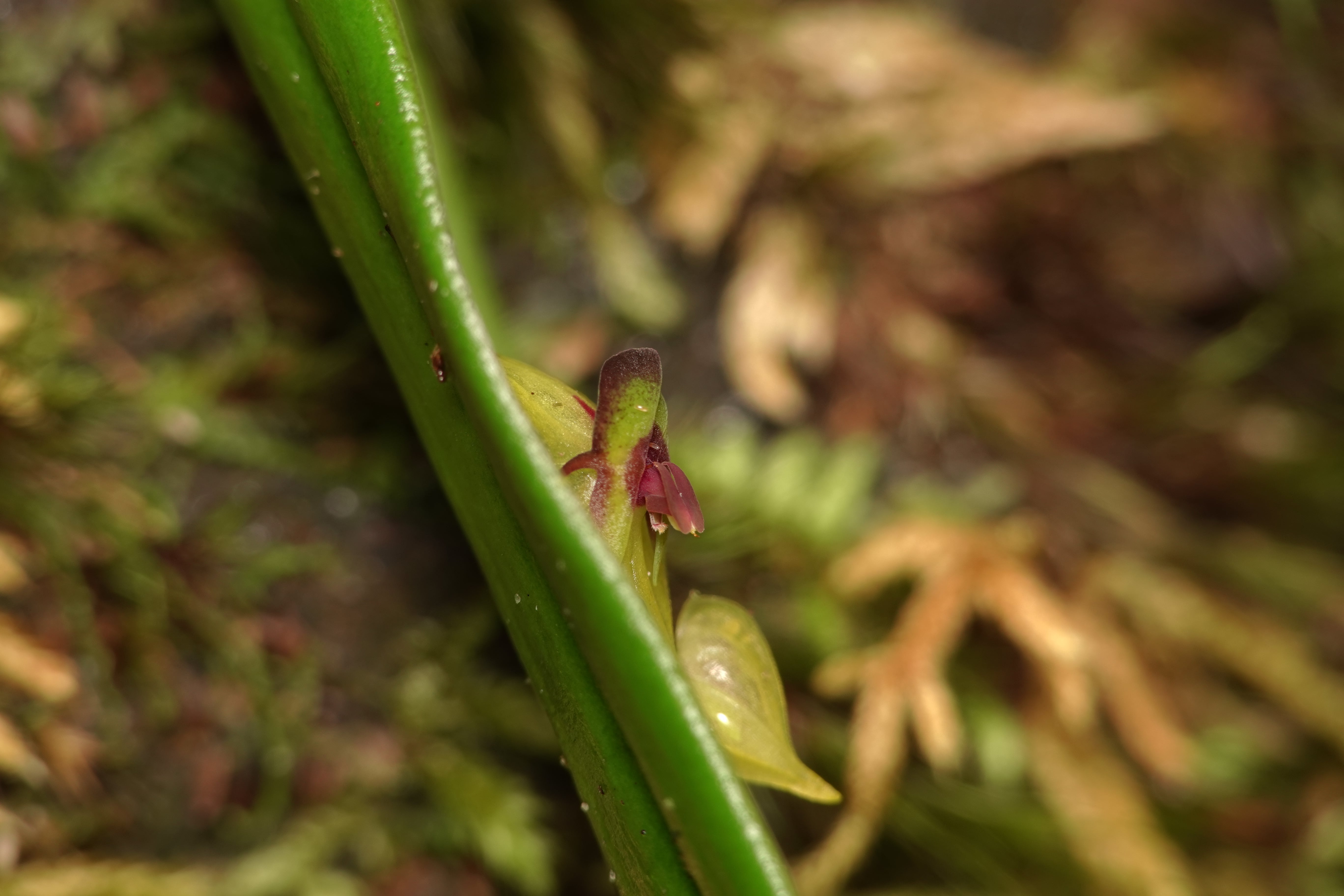 Lepanthes anemica. La Honda.