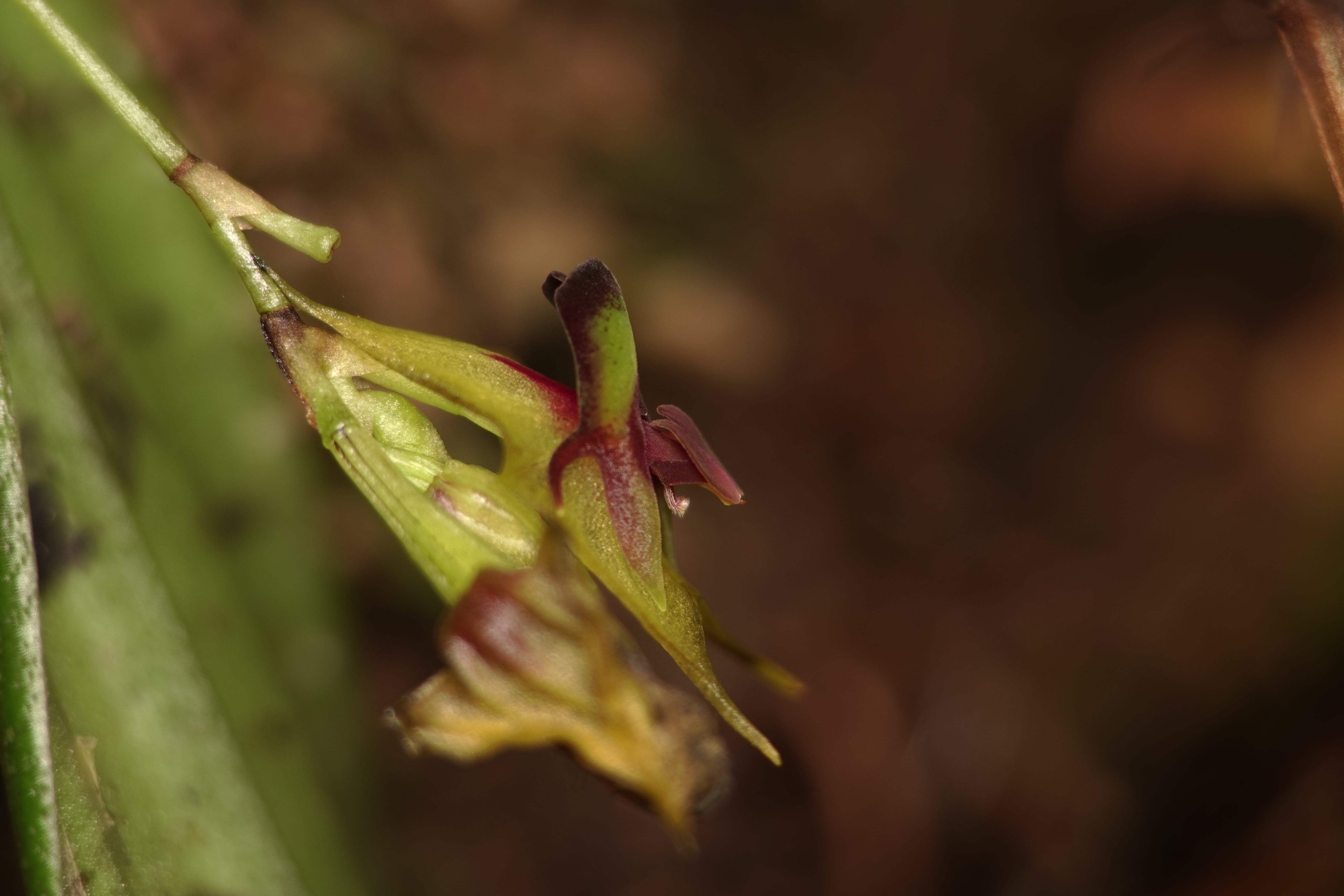 Lepanthes anemica. La Honda.