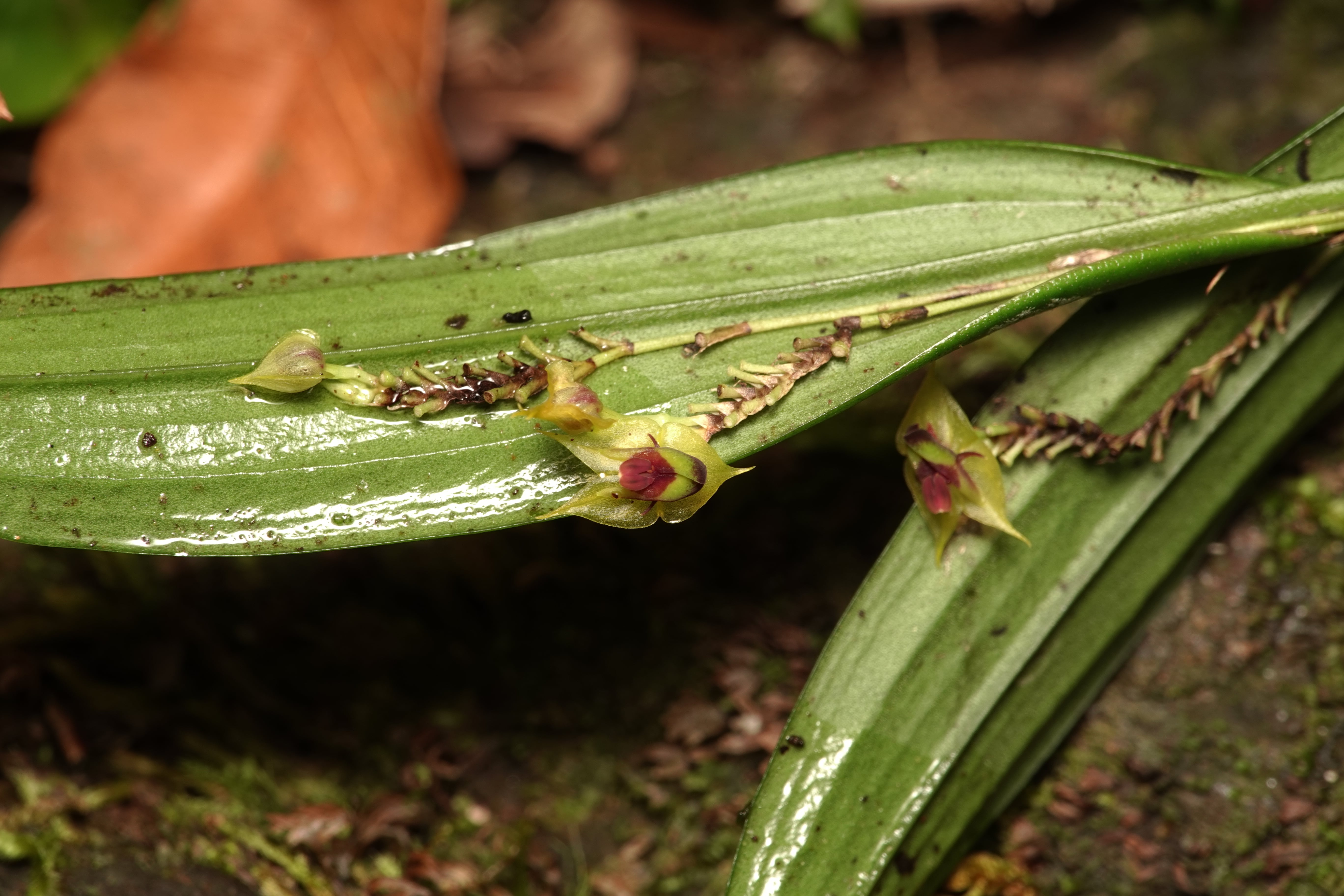 Lepanthes anemica. La Honda.