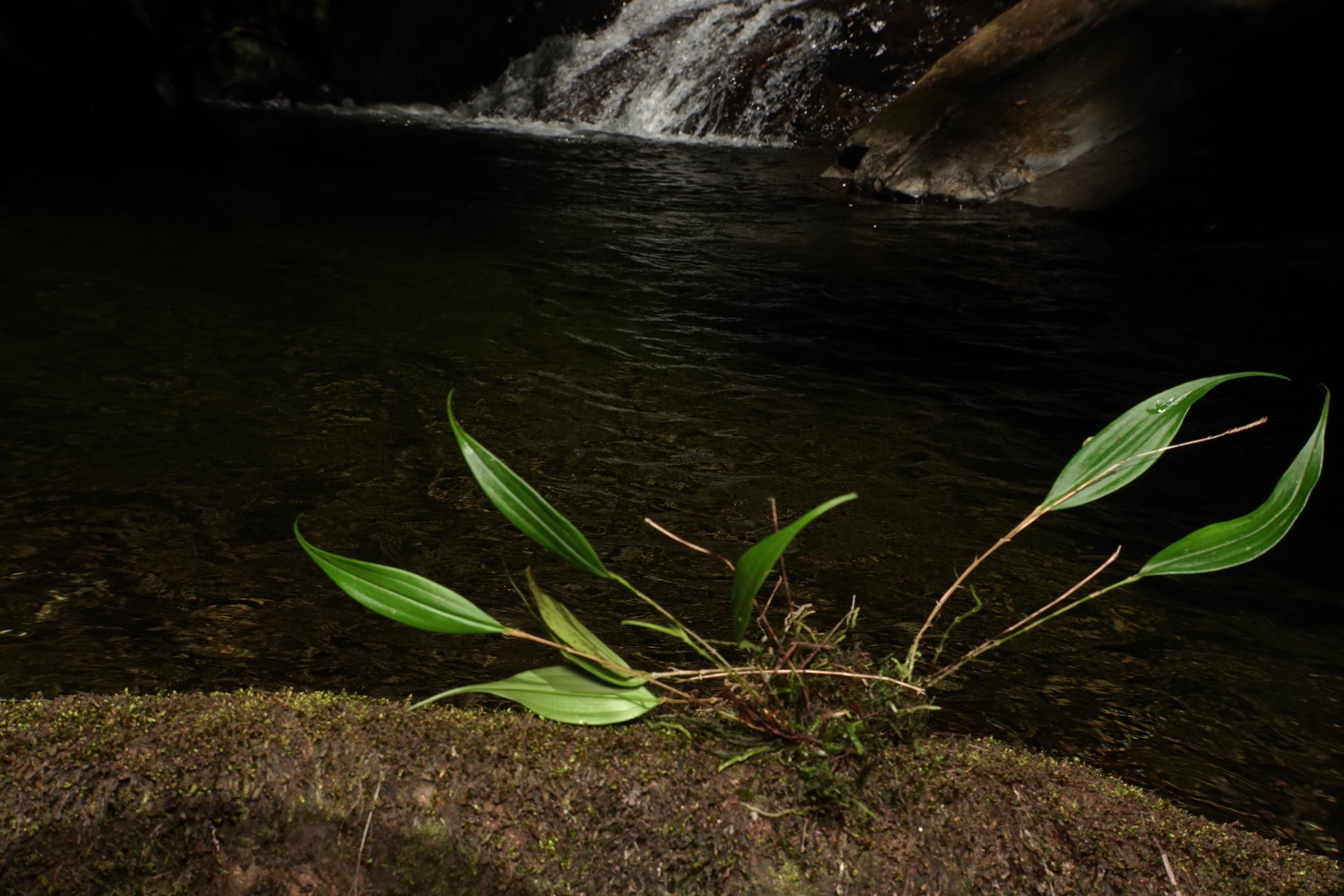 Lepanthes anemica. La Honda.