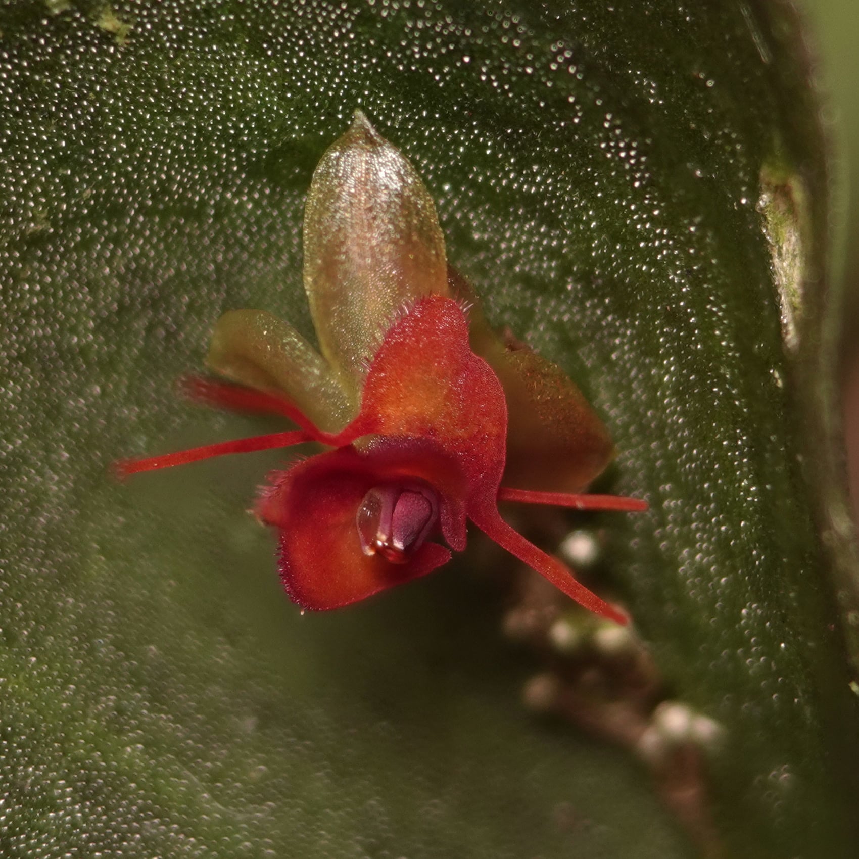 *Lepanthes arachnion*, flower in detail. La Honda, 2026.