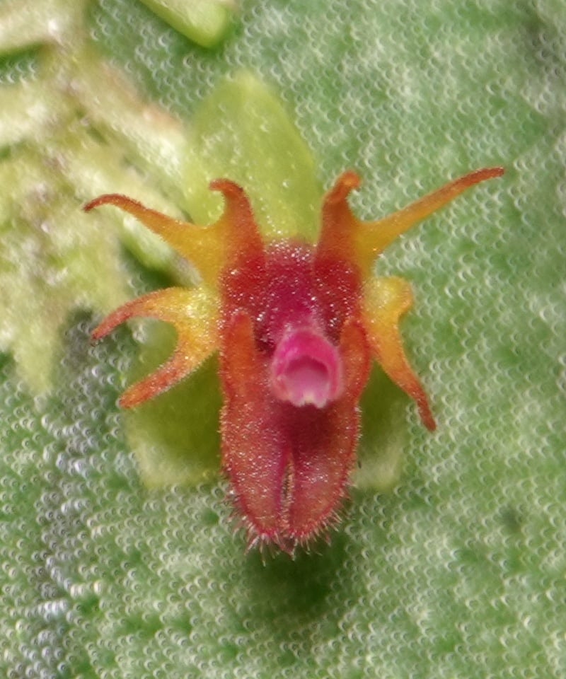 Lepanthes astraea