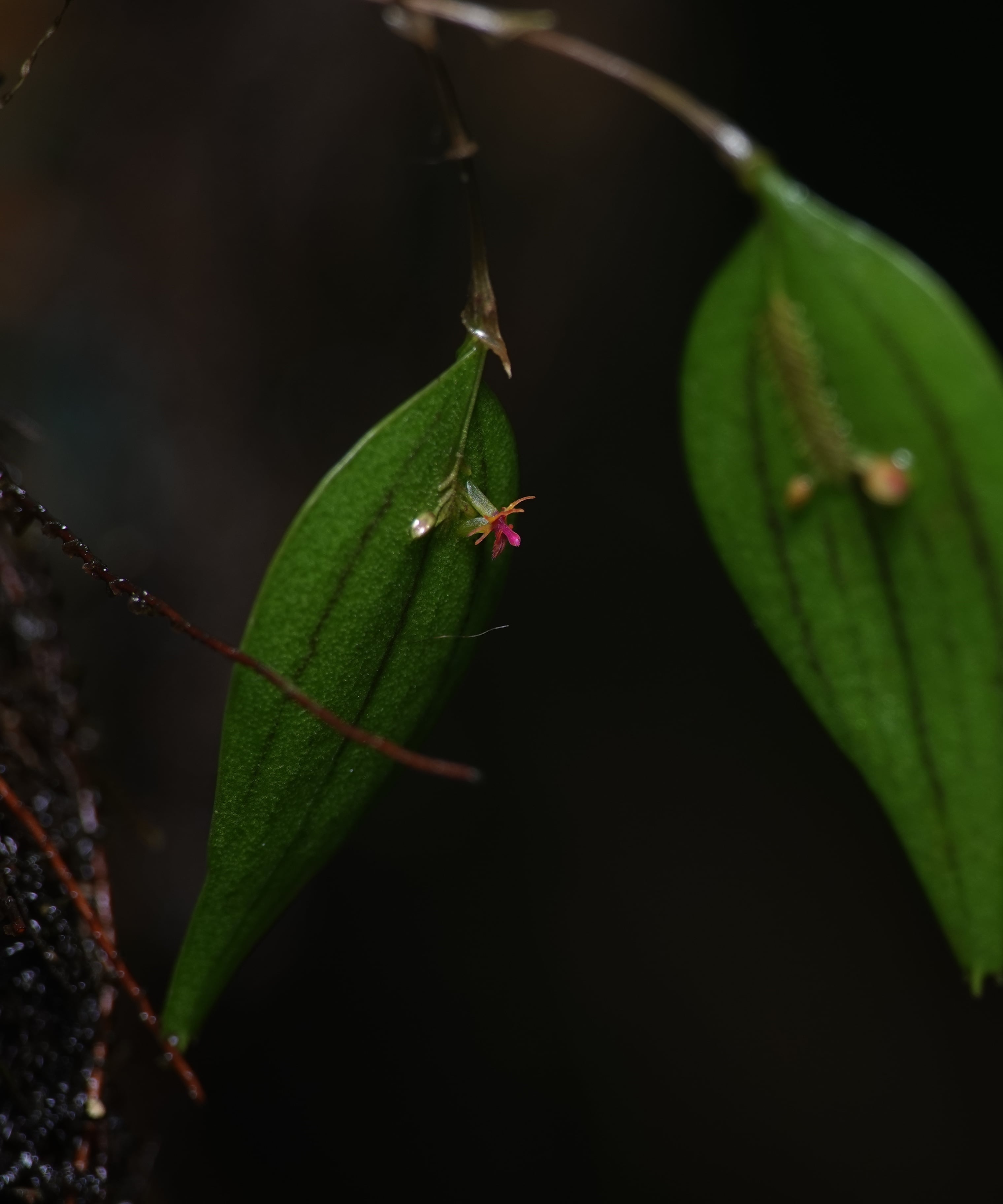 Two leaves of Lepanthes astraea showing the small habit, with one leaf bearing an open flower and one with a developing inflorescence, La Honda